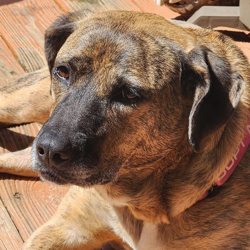 Enlarge Lady 2223, a Adoptable Mixed Breed in Kansas City, MO image 4/6