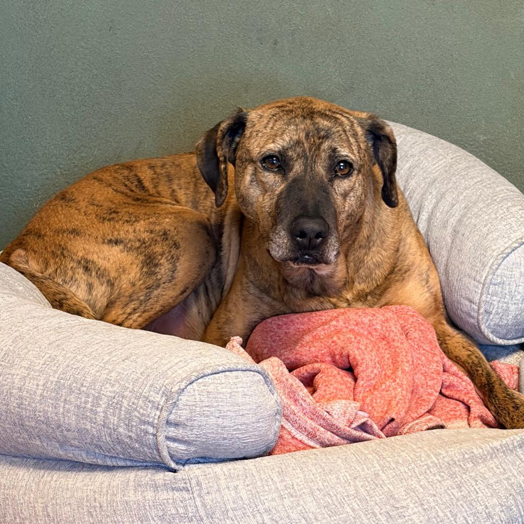 Lady 2223, a Adoptable Mixed Breed in Kansas City, MO image 4/4