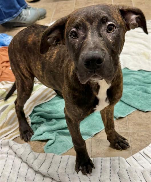 LUCY, Adoptable, Young Female Cane Corso & Mixed Breed.