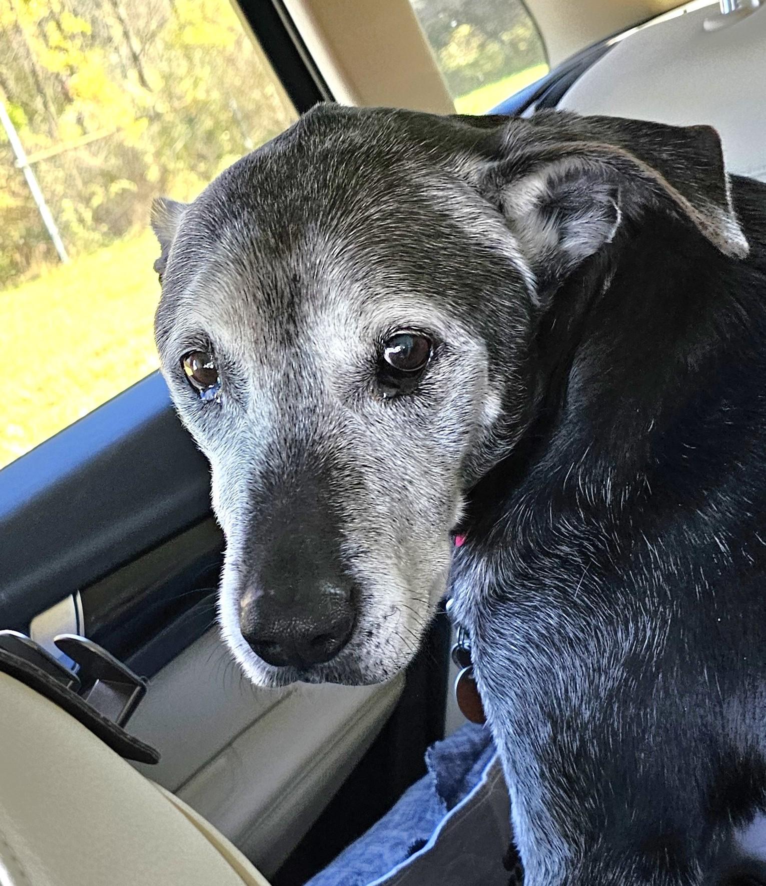 Enlarge Stella, a ADOPTABLE mixed breed in Wharton, NJ image 2/5