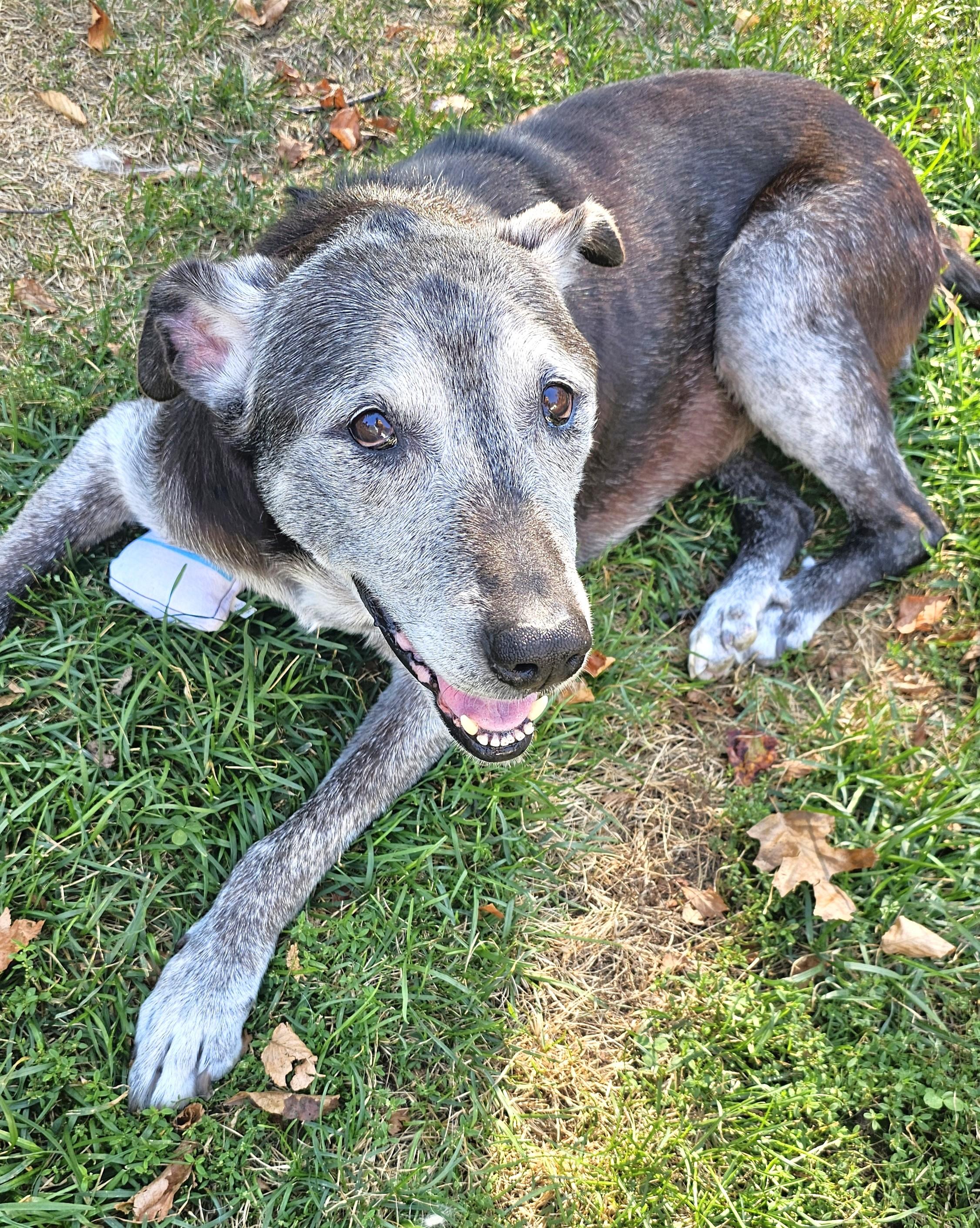 Enlarge Stella, a ADOPTABLE mixed breed in Wharton, NJ image 3/5