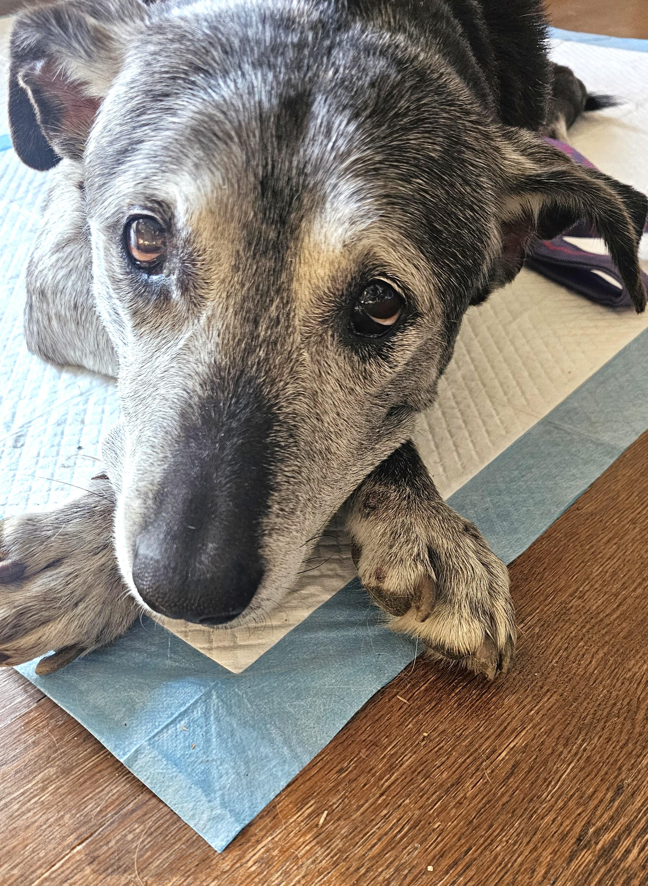 Enlarge Stella, a ADOPTABLE mixed breed in Wharton, NJ image 4/5