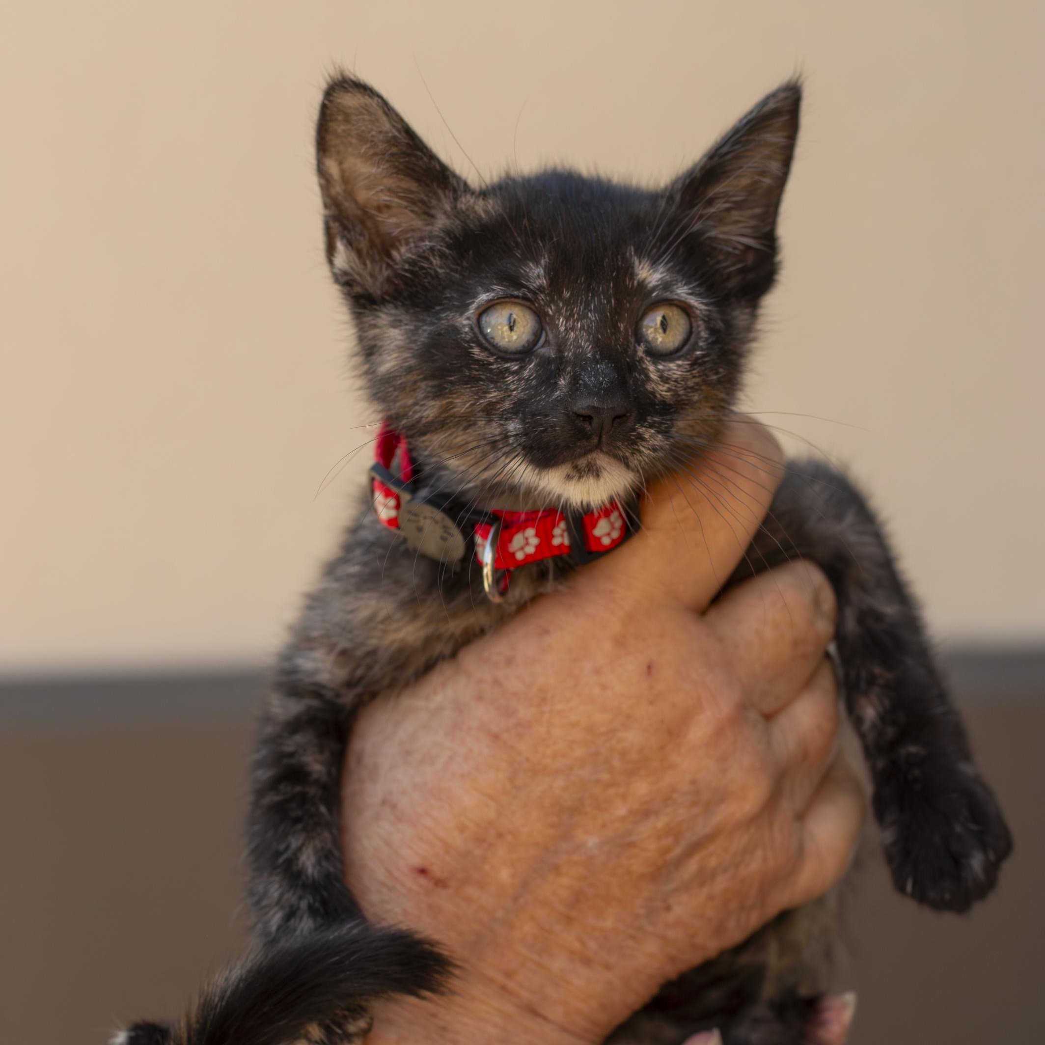 Enlarge Hazel, a ADOPTABLE Domestic Short Hair in Elk Grove, CA image 1/1