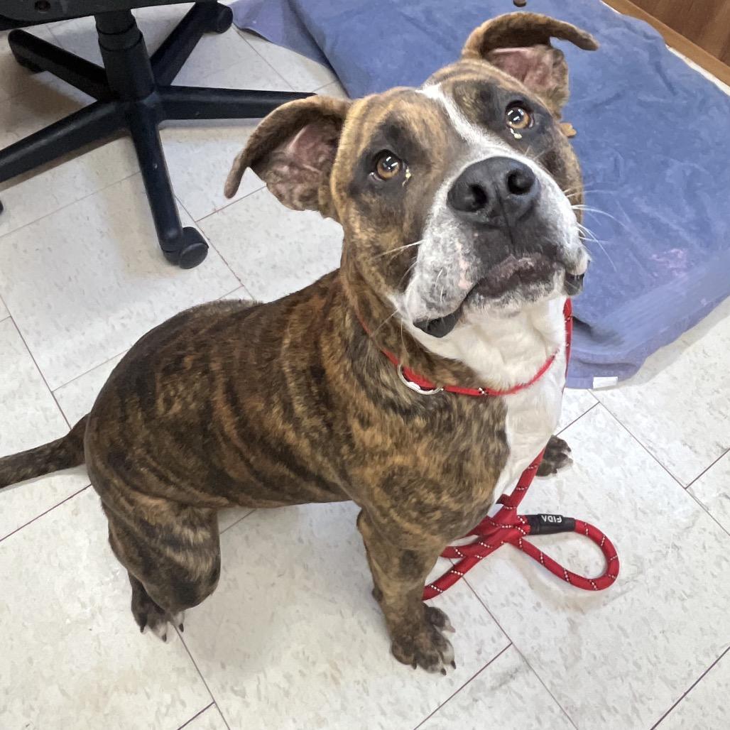 Chicken Little, Adoptable, Adult Male Mixed Breed.