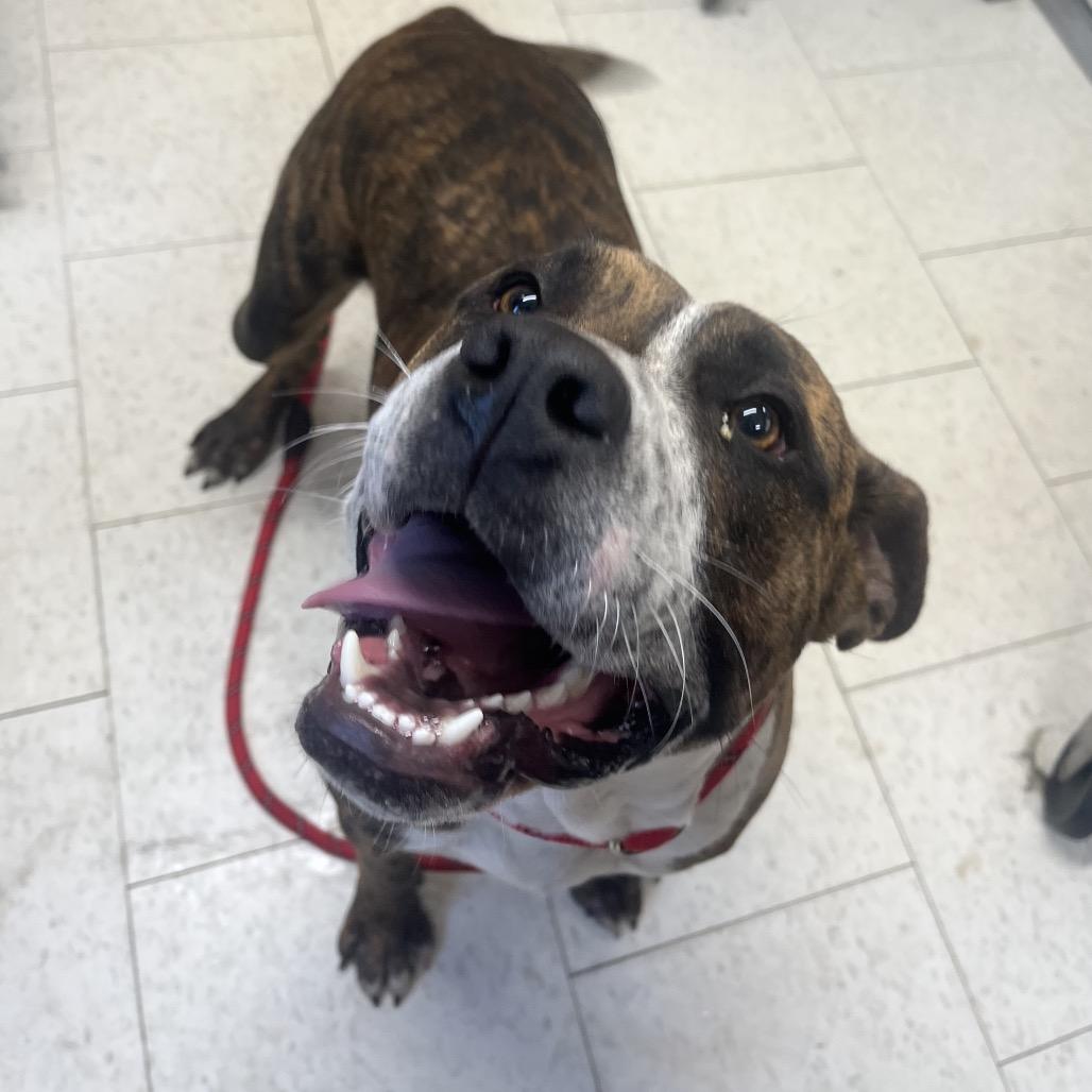 Enlarge Chicken Little, a Adoptable Mixed Breed in Columbiana, AL image 2/6