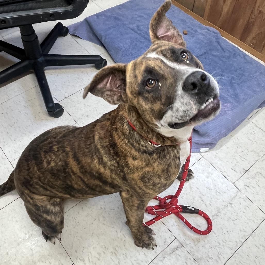 Enlarge Chicken Little, a Adoptable Mixed Breed in Columbiana, AL image 3/6