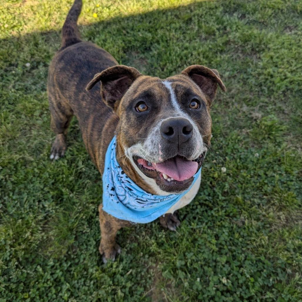 Enlarge Chicken Little, a Adoptable Mixed Breed in Columbiana, AL image 4/6