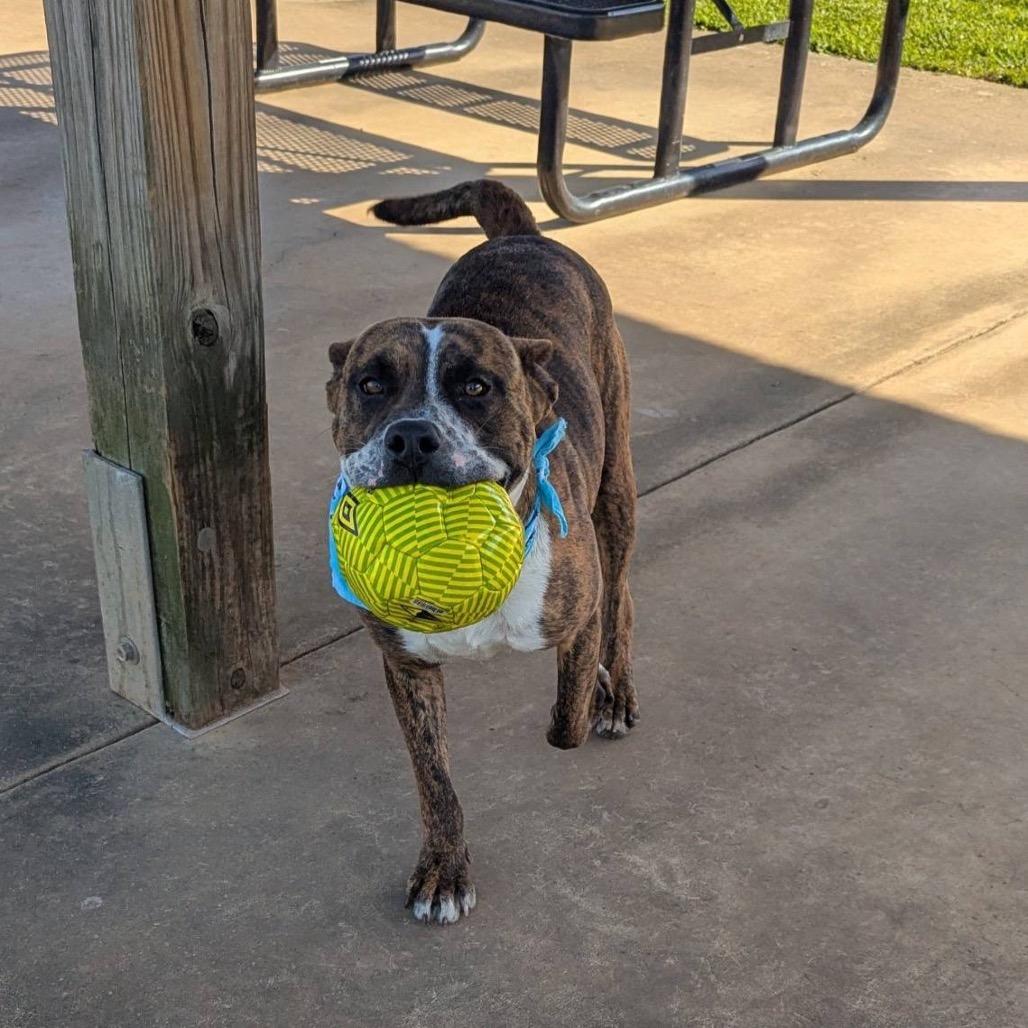 Enlarge Chicken Little, a Adoptable Mixed Breed in Columbiana, AL image 5/6