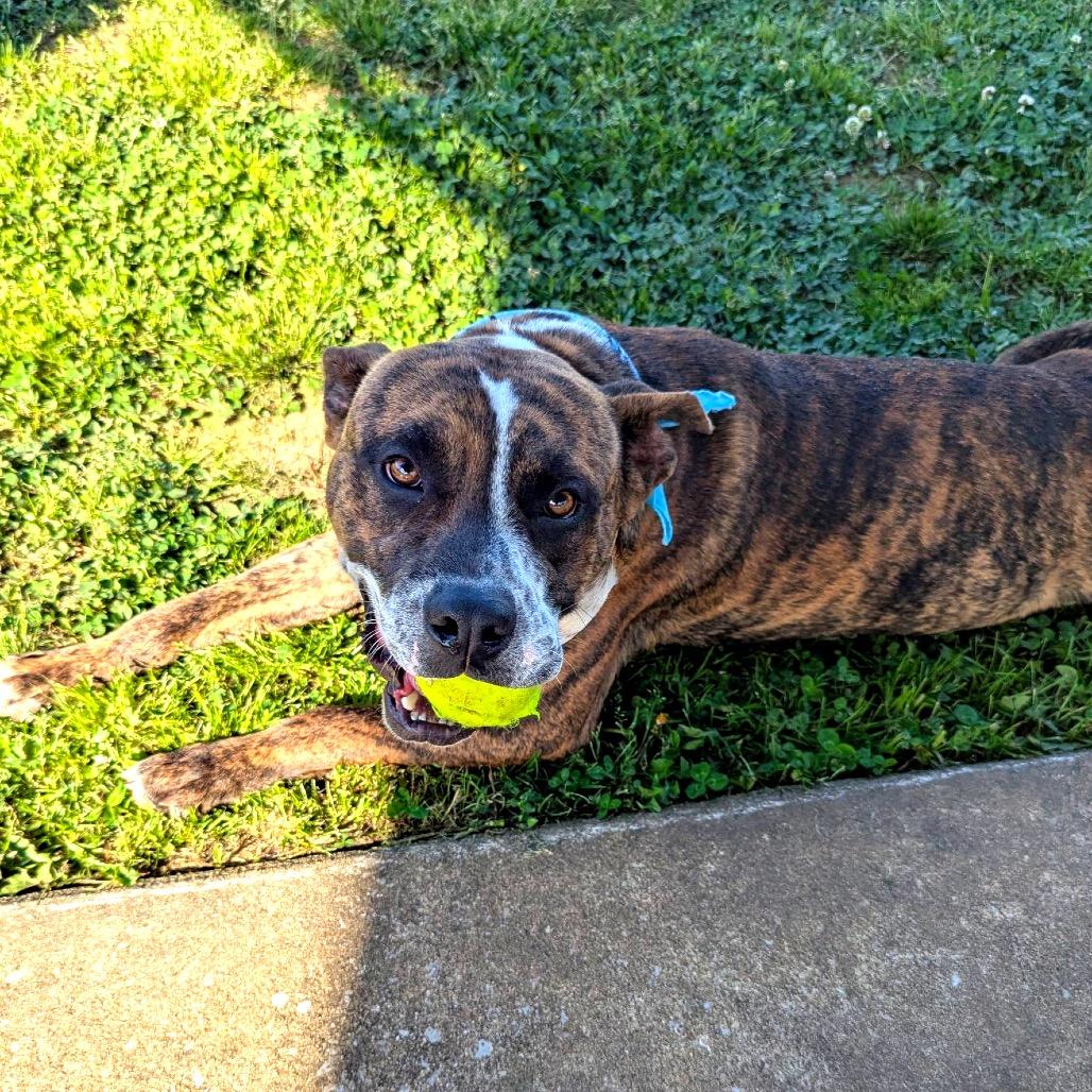 Enlarge Chicken Little, a Adoptable Mixed Breed in Columbiana, AL image 6/6