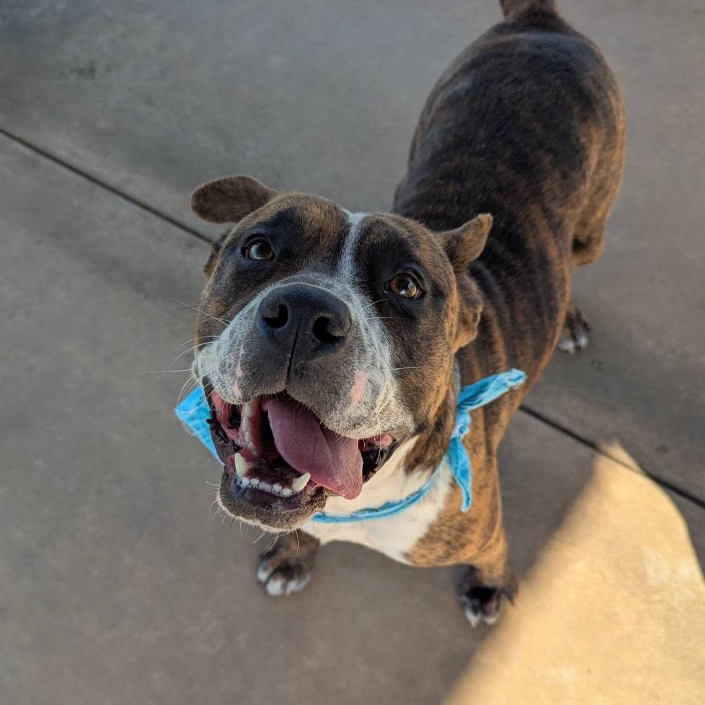 Enlarge Chicken Little, a Adoptable Mixed Breed in Columbiana, AL image 6/6