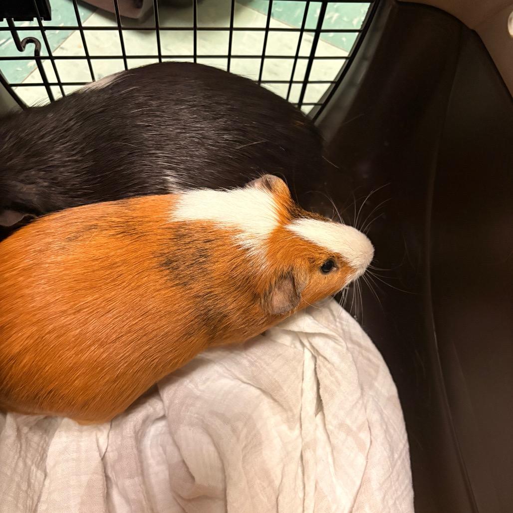 Enlarge Hamilton, a Adoptable Guinea Pig in South Burlington, VT image 1/4
