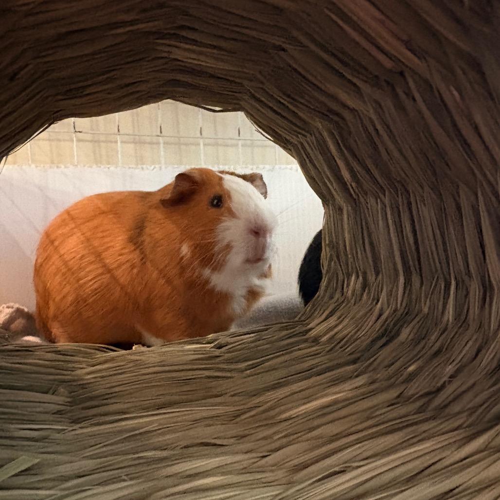 Enlarge Hamilton, a Adoptable Guinea Pig in South Burlington, VT image 2/4