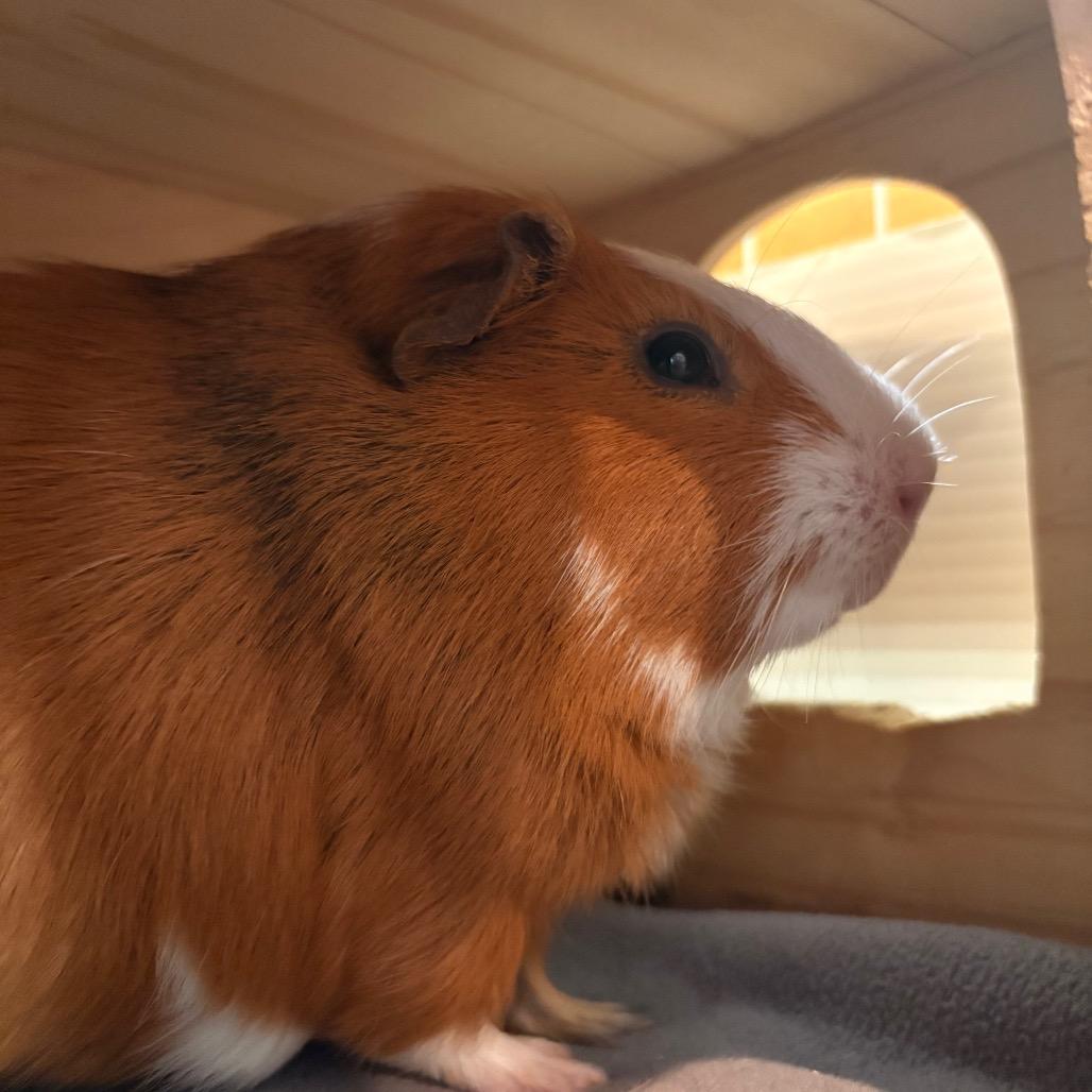 Enlarge Hamilton, a Adoptable Guinea Pig in South Burlington, VT image 2/6