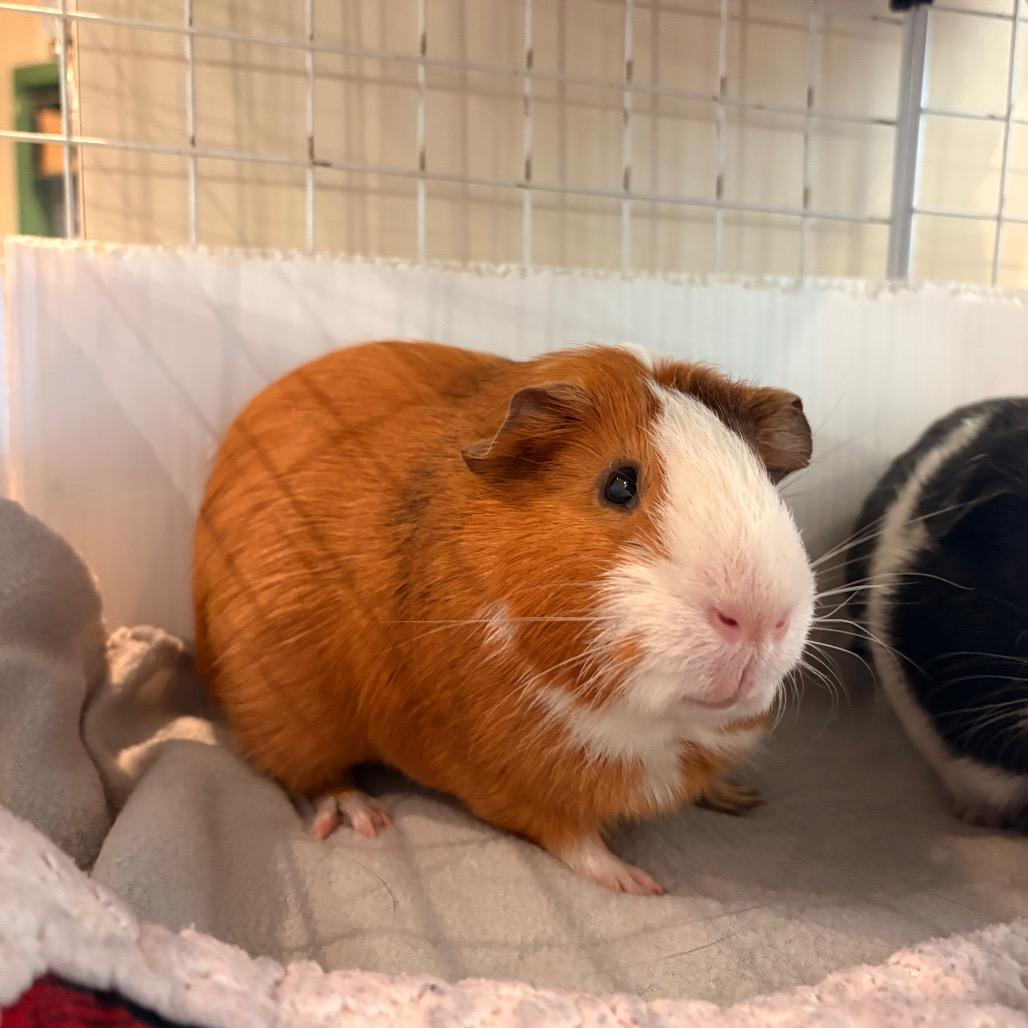 Enlarge Hamilton, a Adoptable Guinea Pig in South Burlington, VT image 3/4