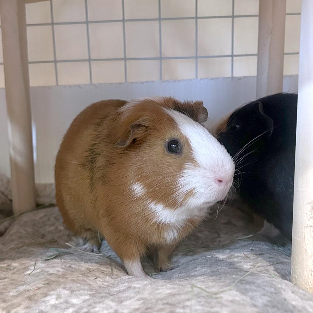 Enlarge Hamilton, a Adoptable Guinea Pig in South Burlington, VT image 4/6