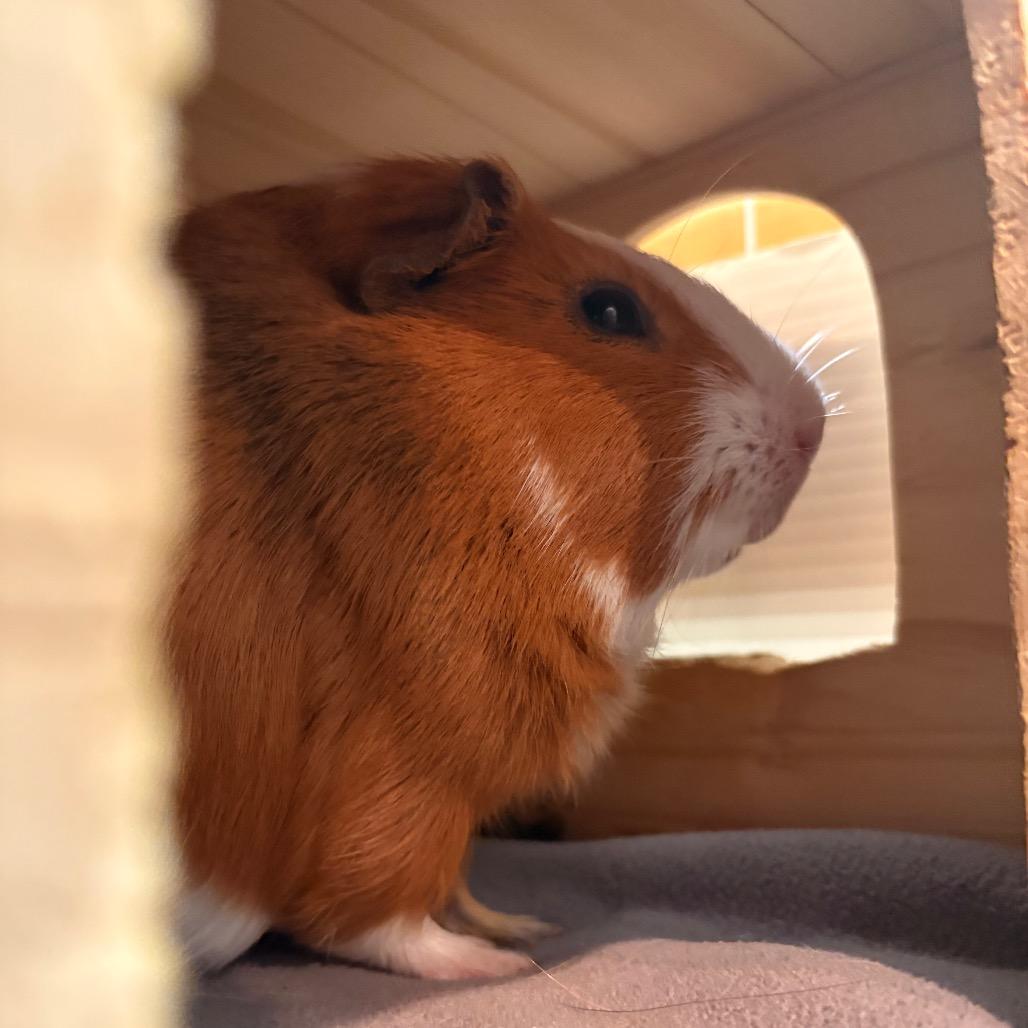 Enlarge Hamilton, a Adoptable Guinea Pig in South Burlington, VT image 6/6