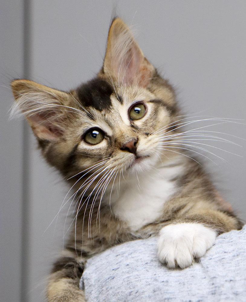 Enlarge Bise (AO37858), a Adopted Domestic Medium Hair in Merriam, KS image 1/1