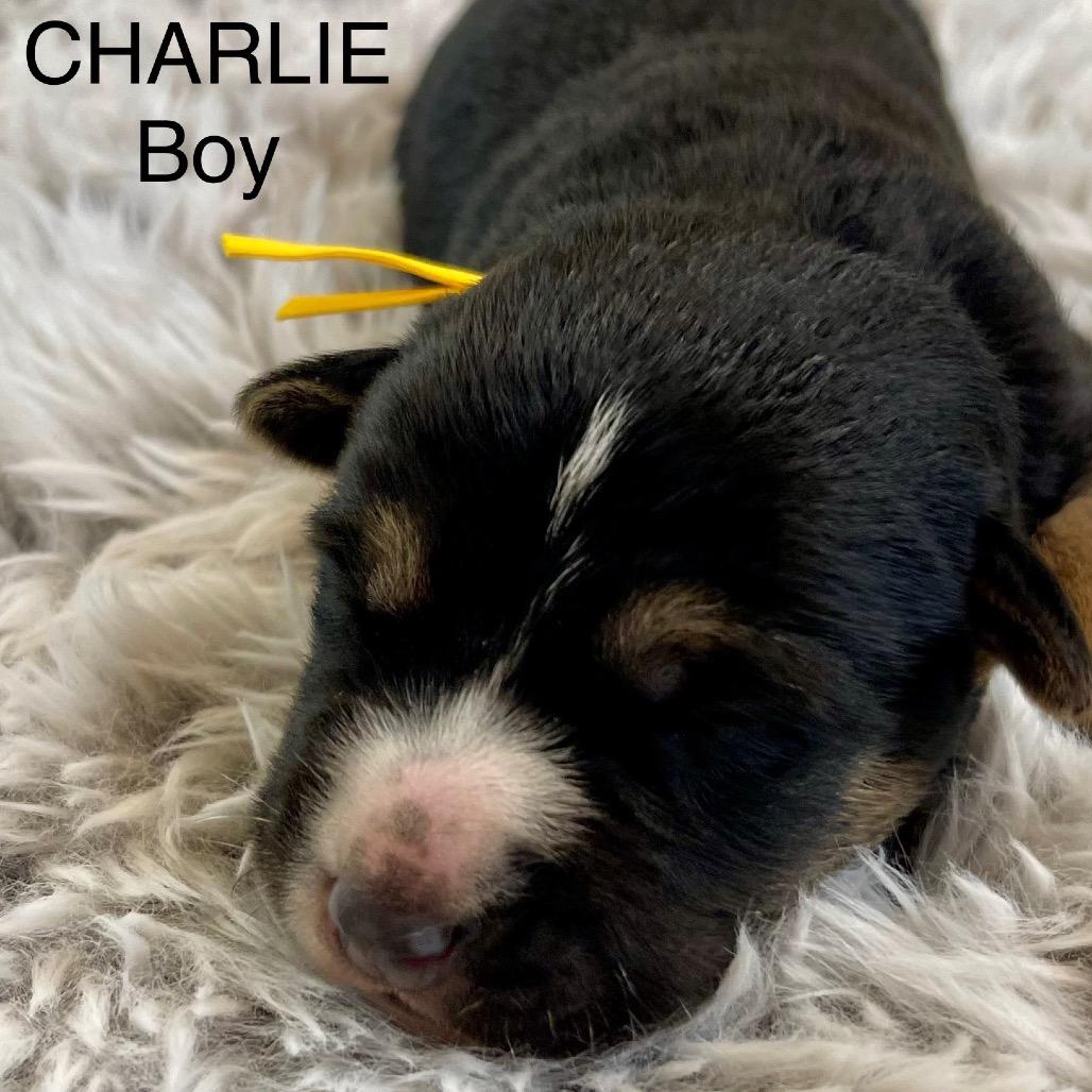 Charlie, Adoptable, Puppy Male Shepherd & Cattle Dog.