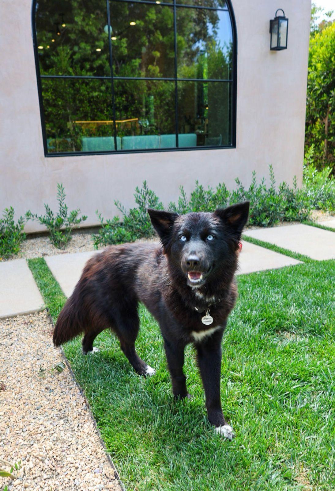 Khepri, an adopted Siberian Husky in Los Angeles, CA image 3/6