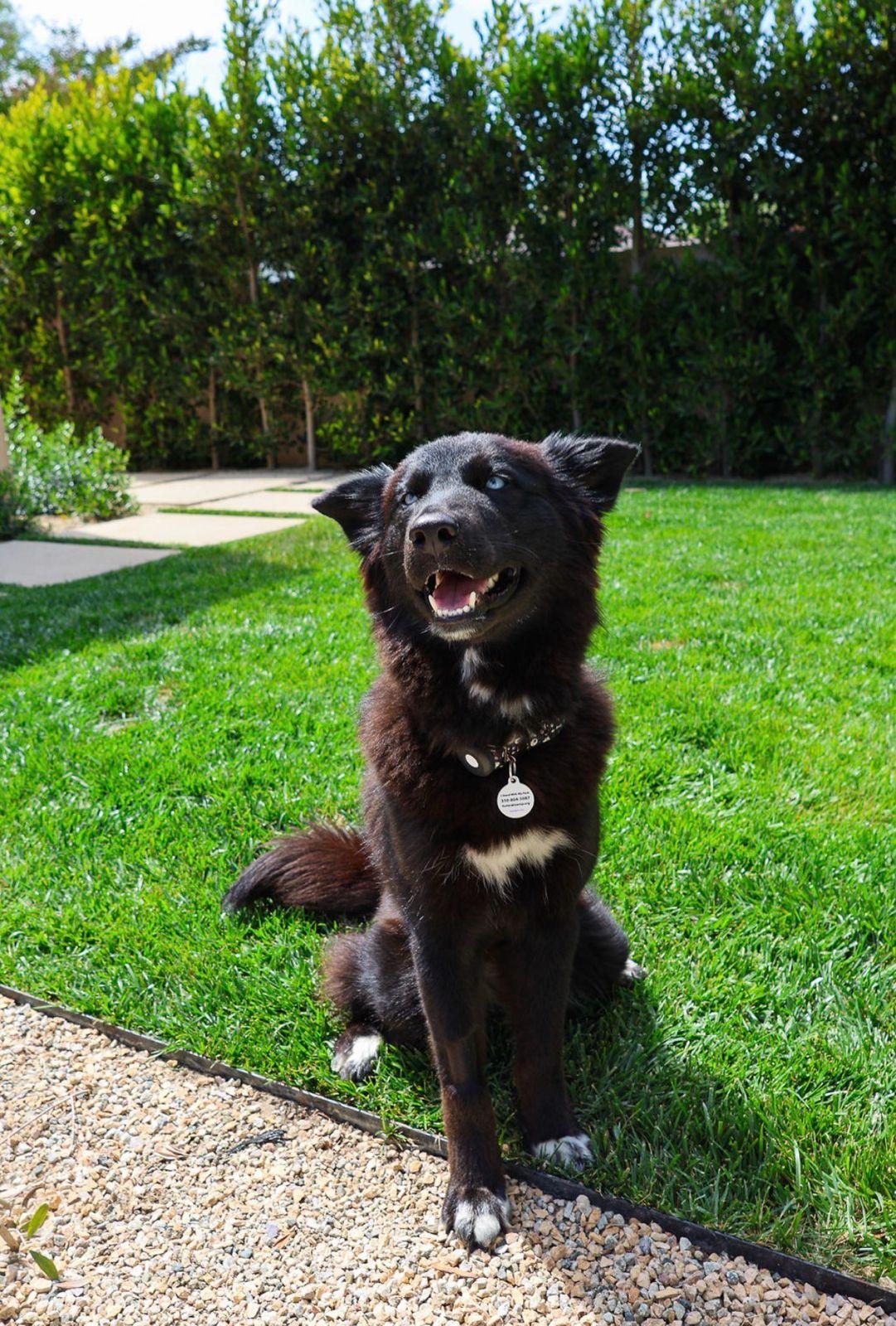 Khepri, an adopted Siberian Husky in Los Angeles, CA image 5/6