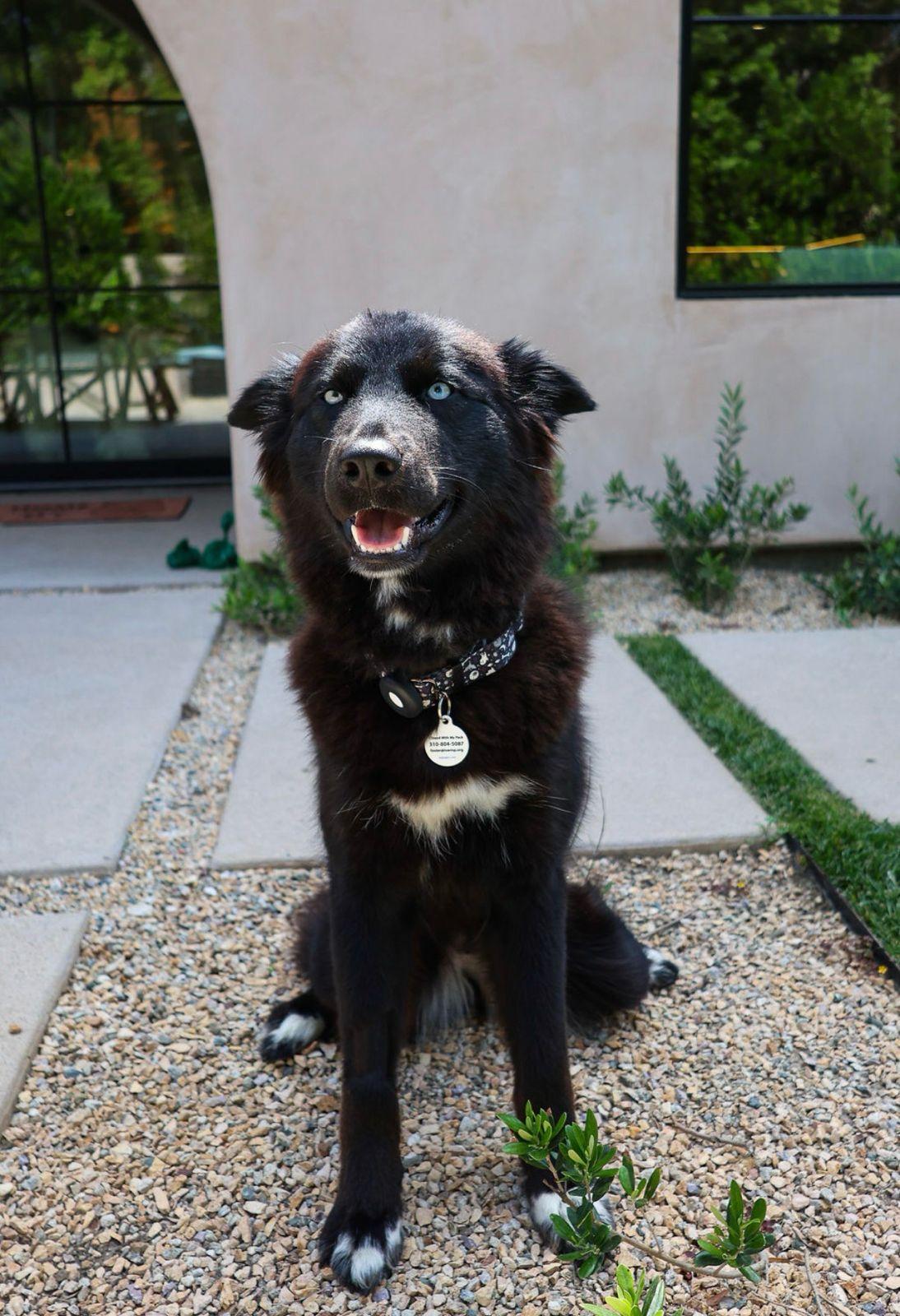 Khepri, adopted, Young Female Siberian Husky.