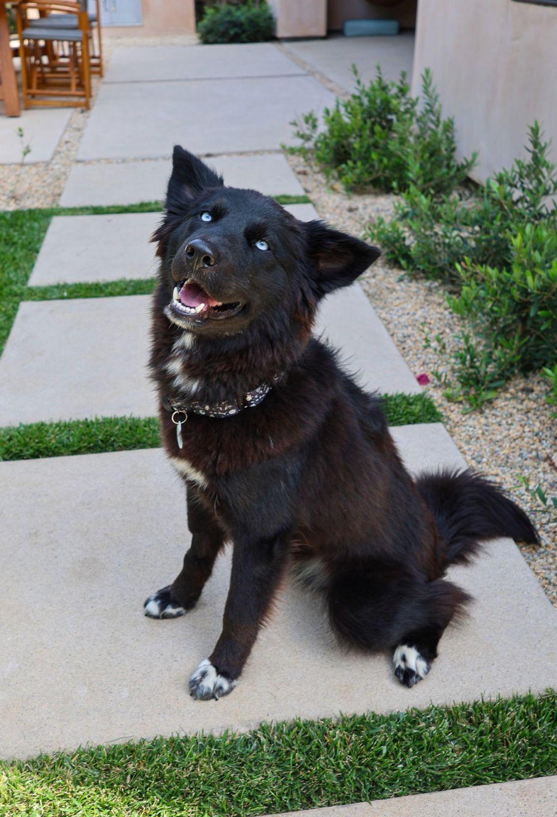 Khepri, an adopted Siberian Husky in Los Angeles, CA image 2/6