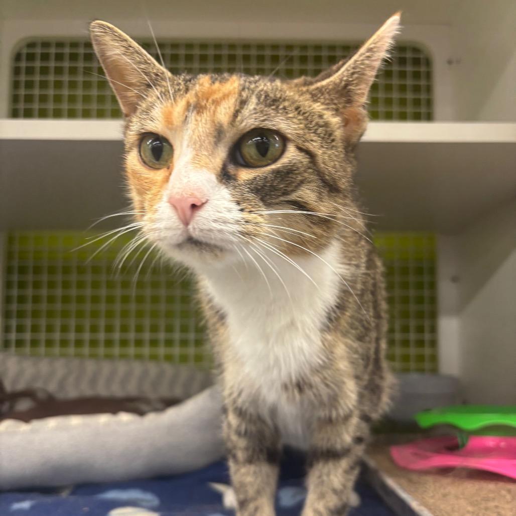 Treasure, Adoptable, Young Female Domestic Short Hair.