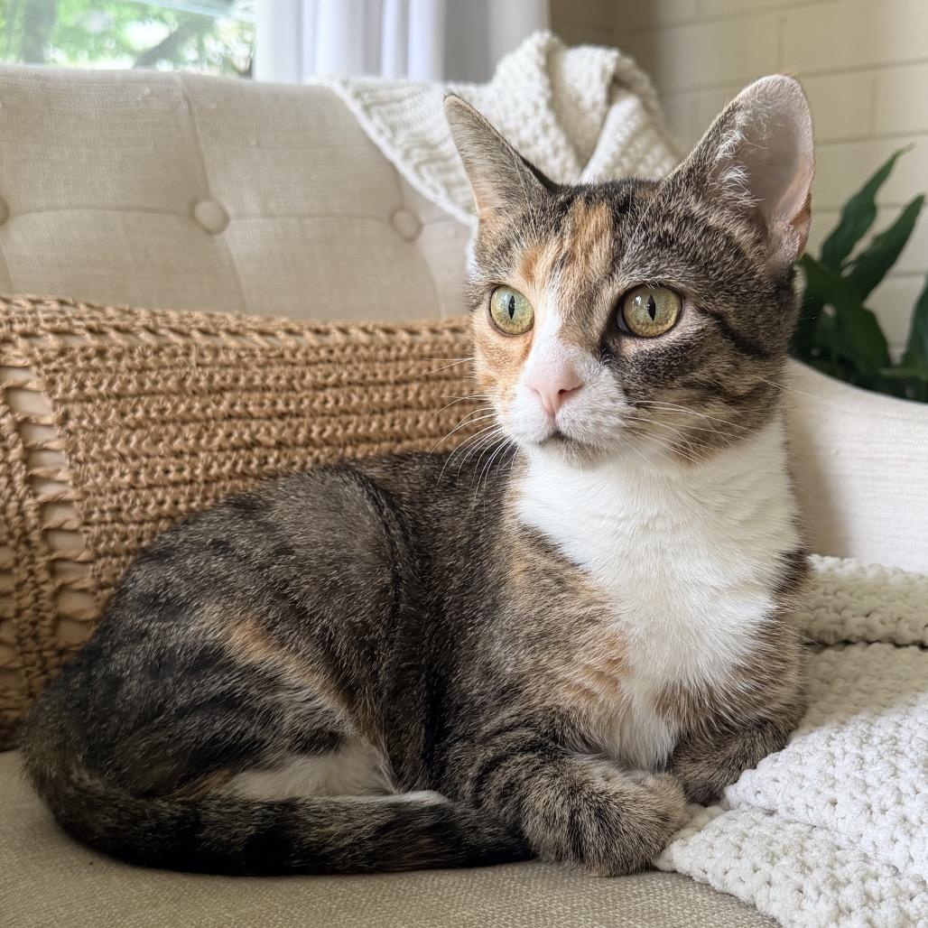 Treasure, Adoptable, Young Female Domestic Short Hair.