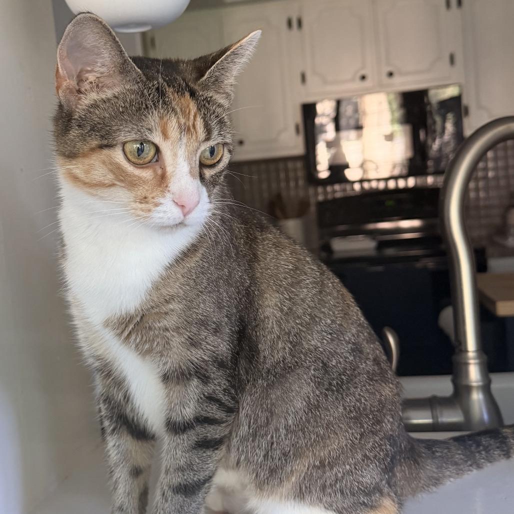 Enlarge Treasure, a Adoptable Domestic Short Hair in La Grange, KY image 2/4