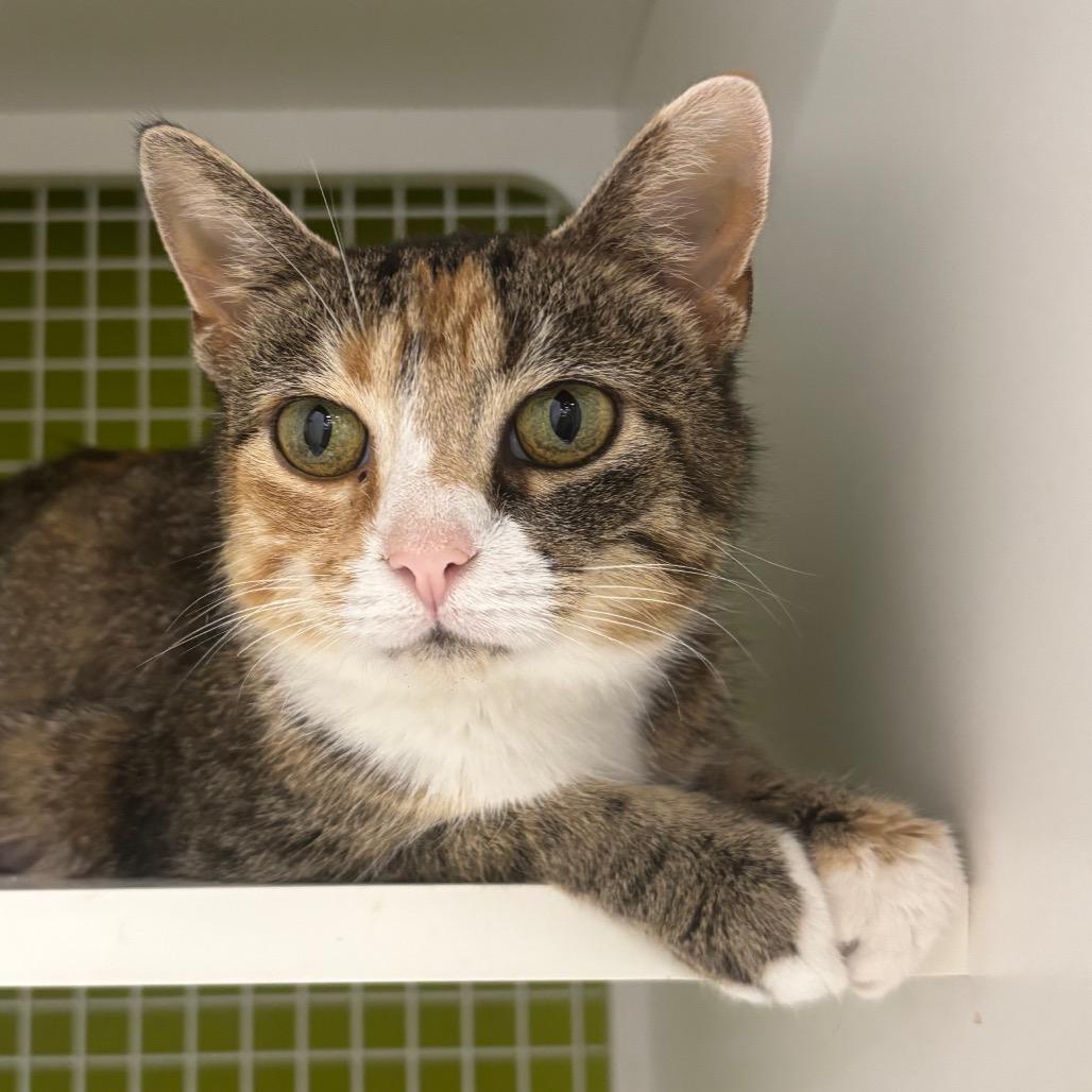 Enlarge Treasure, a Adoptable Domestic Short Hair in La Grange, KY image 2/4