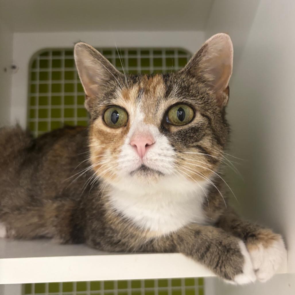 Enlarge Treasure, a Adoptable Domestic Short Hair in La Grange, KY image 3/4