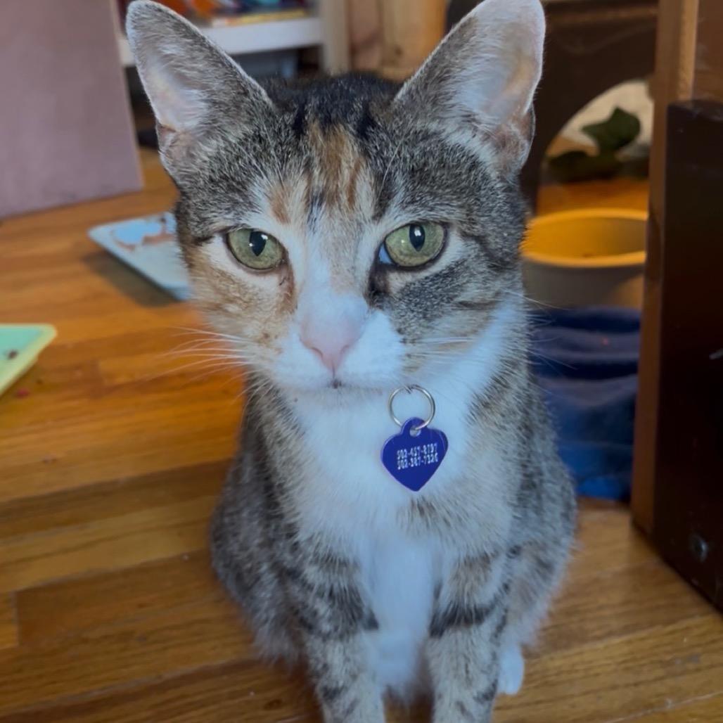 Treasure, Adoptable, Young Female Domestic Short Hair.