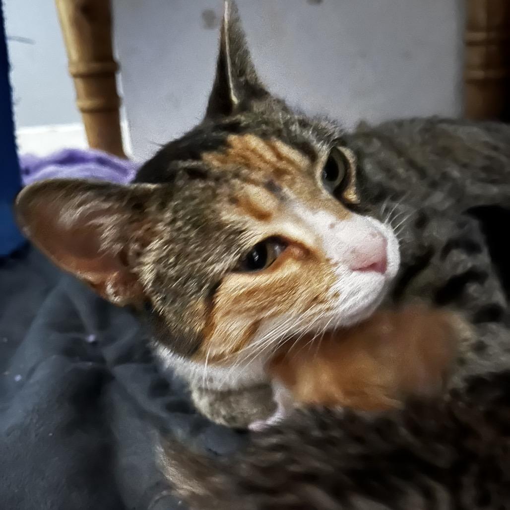 Enlarge Treasure, a Adoptable Domestic Short Hair in La Grange, KY image 2/2