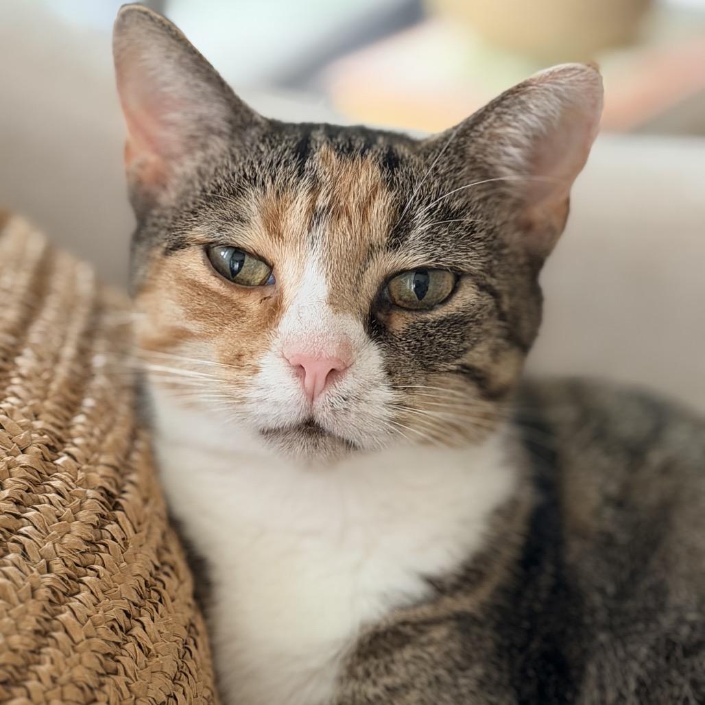 Enlarge Treasure, a Adoptable Domestic Short Hair in La Grange, KY image 4/4