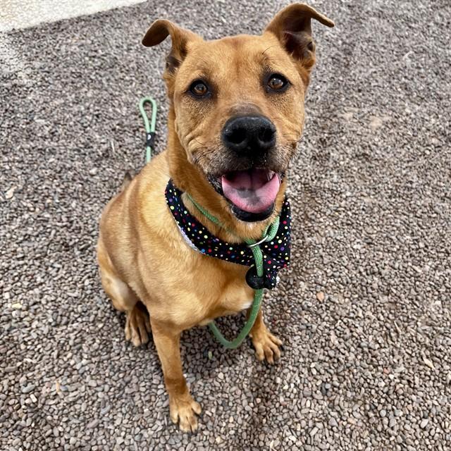 MURPHY, Adoptable, Adult Male Golden Retriever & Rottweiler.