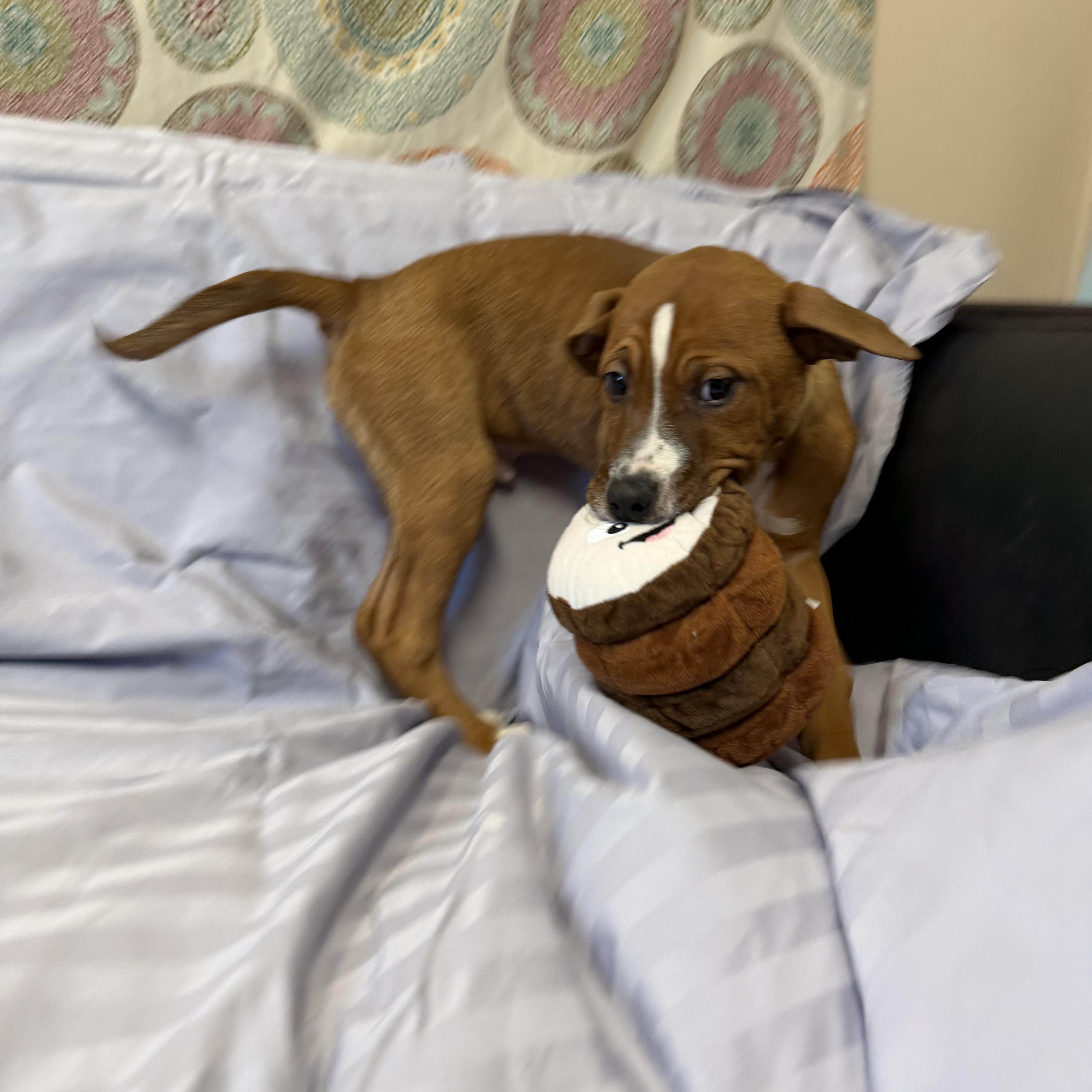 Enlarge Chaco, a ADOPTABLE mixed breed in Rock Hill, NY image 3/3