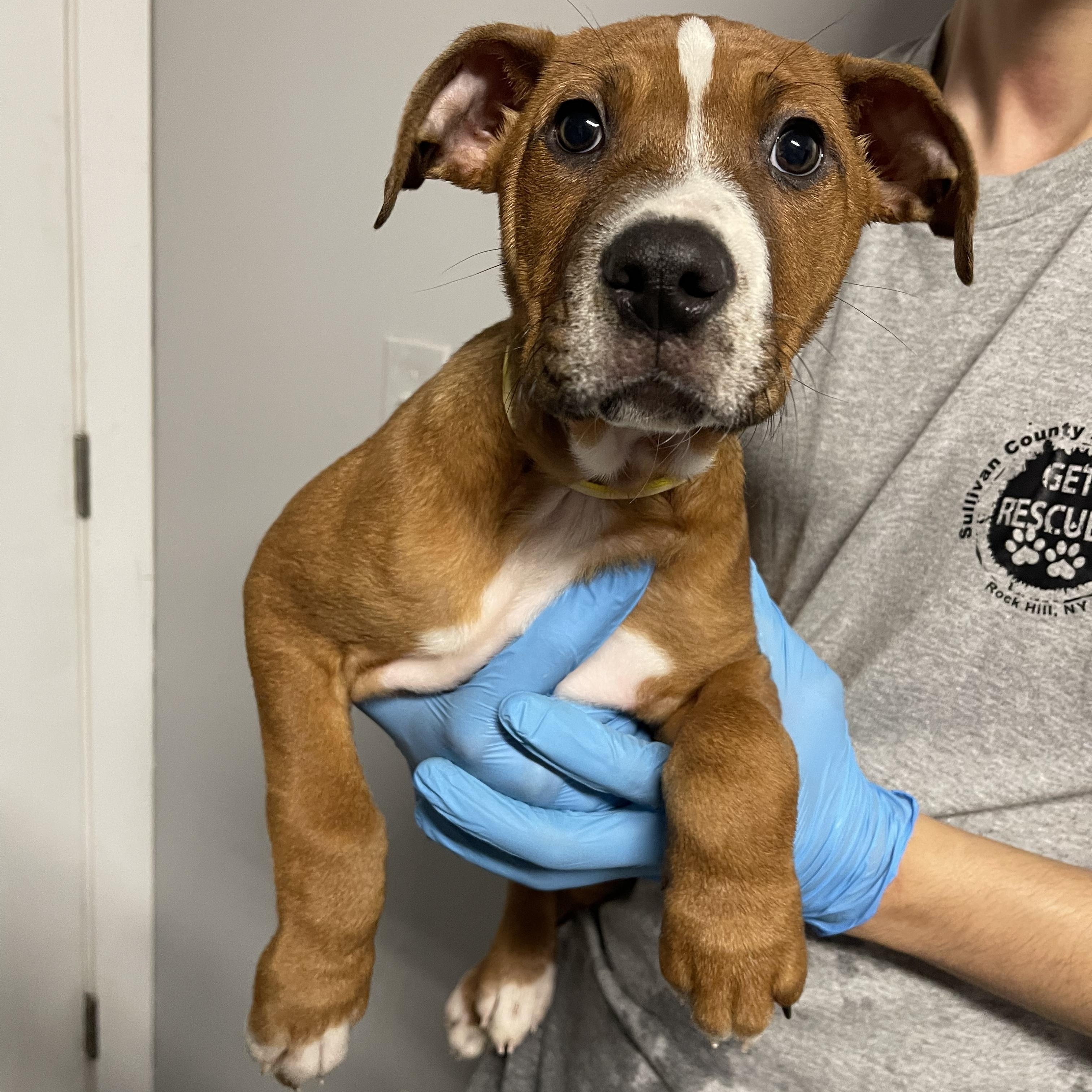 Chaco, ADOPTABLE, Puppy Male Labrador Retriever.