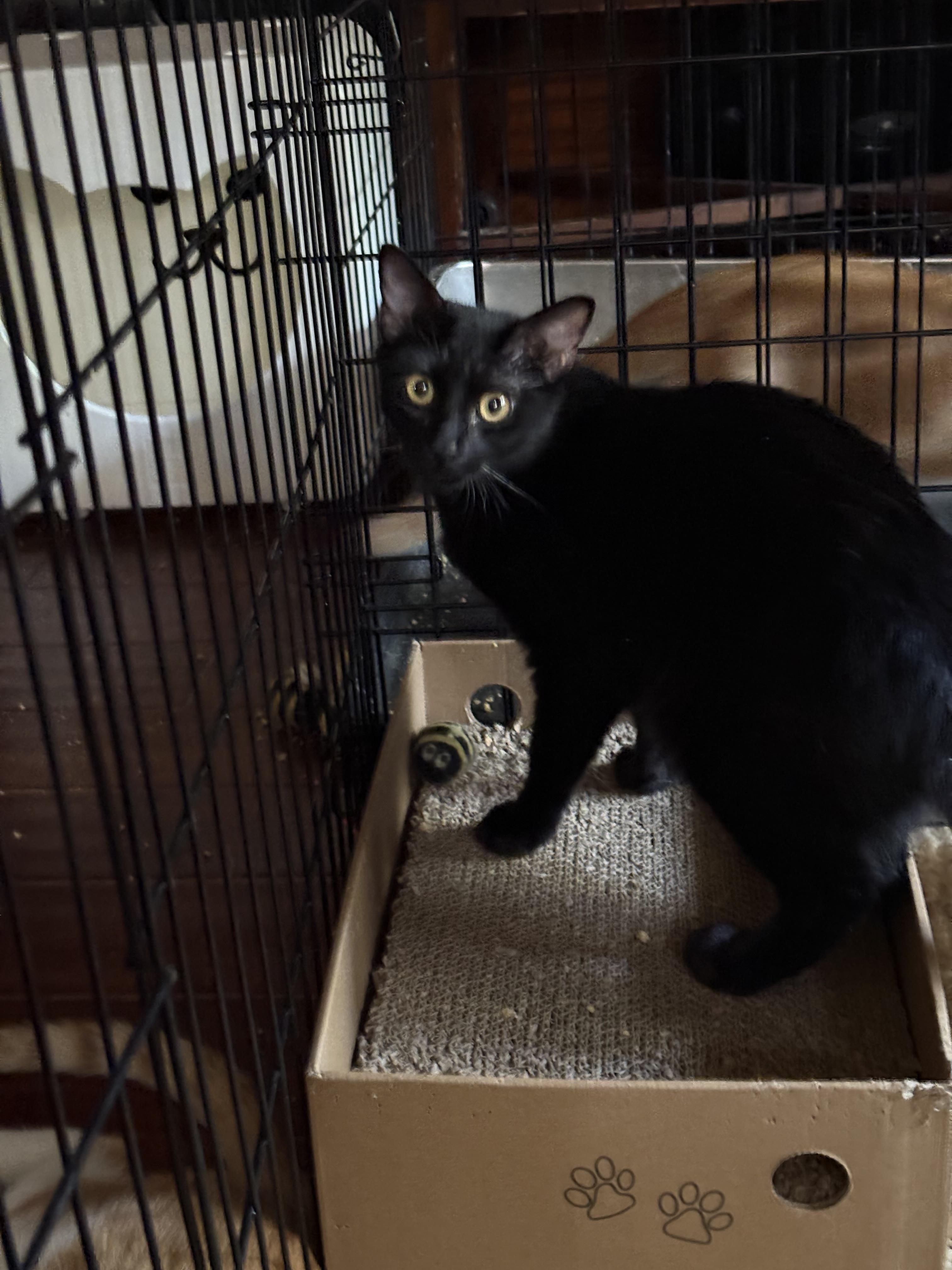 Enlarge Velvet, a Adoptable mixed breed in San Diego, CA image 1/1