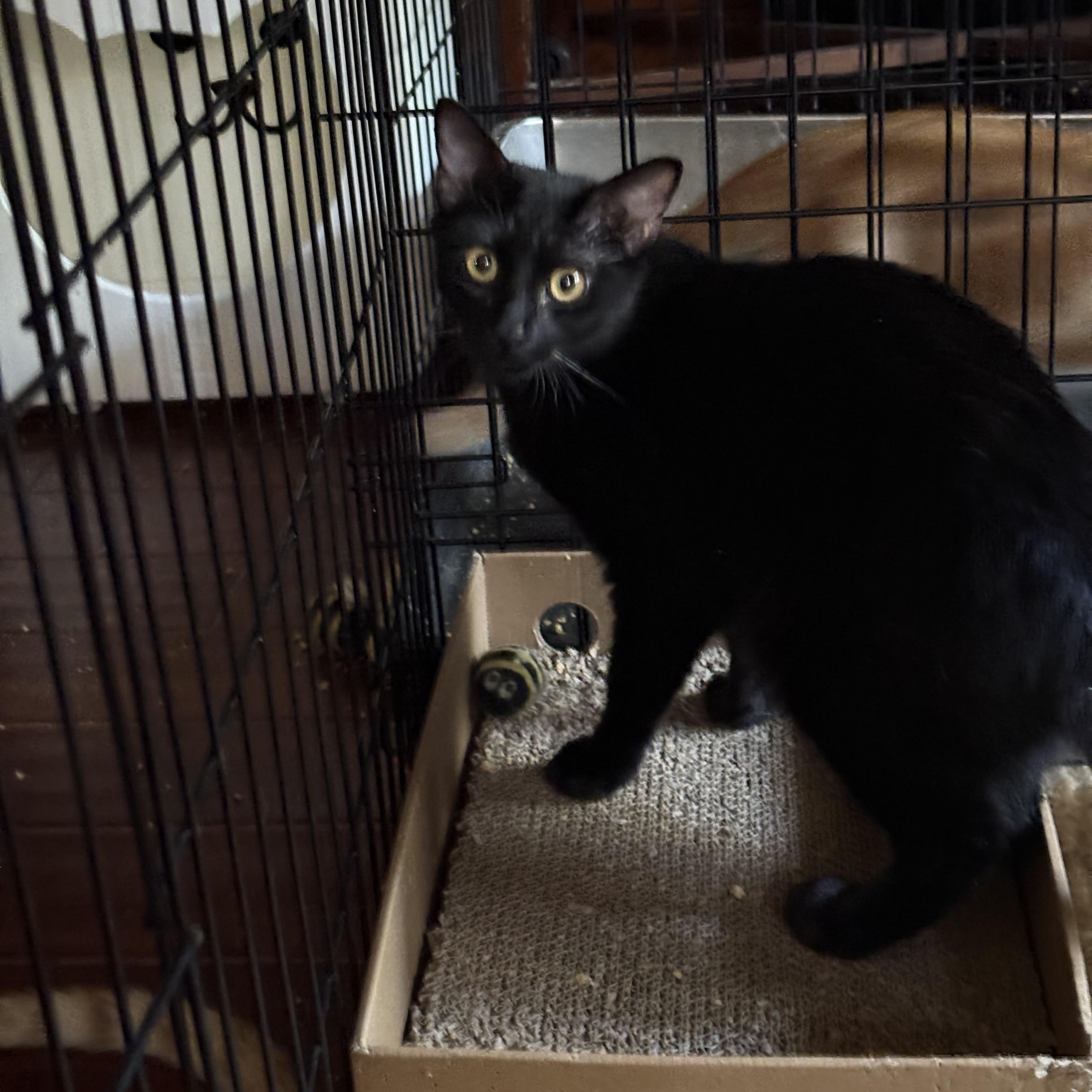 Enlarge Velvet, a Adoptable mixed breed in San Diego, CA image 1/1