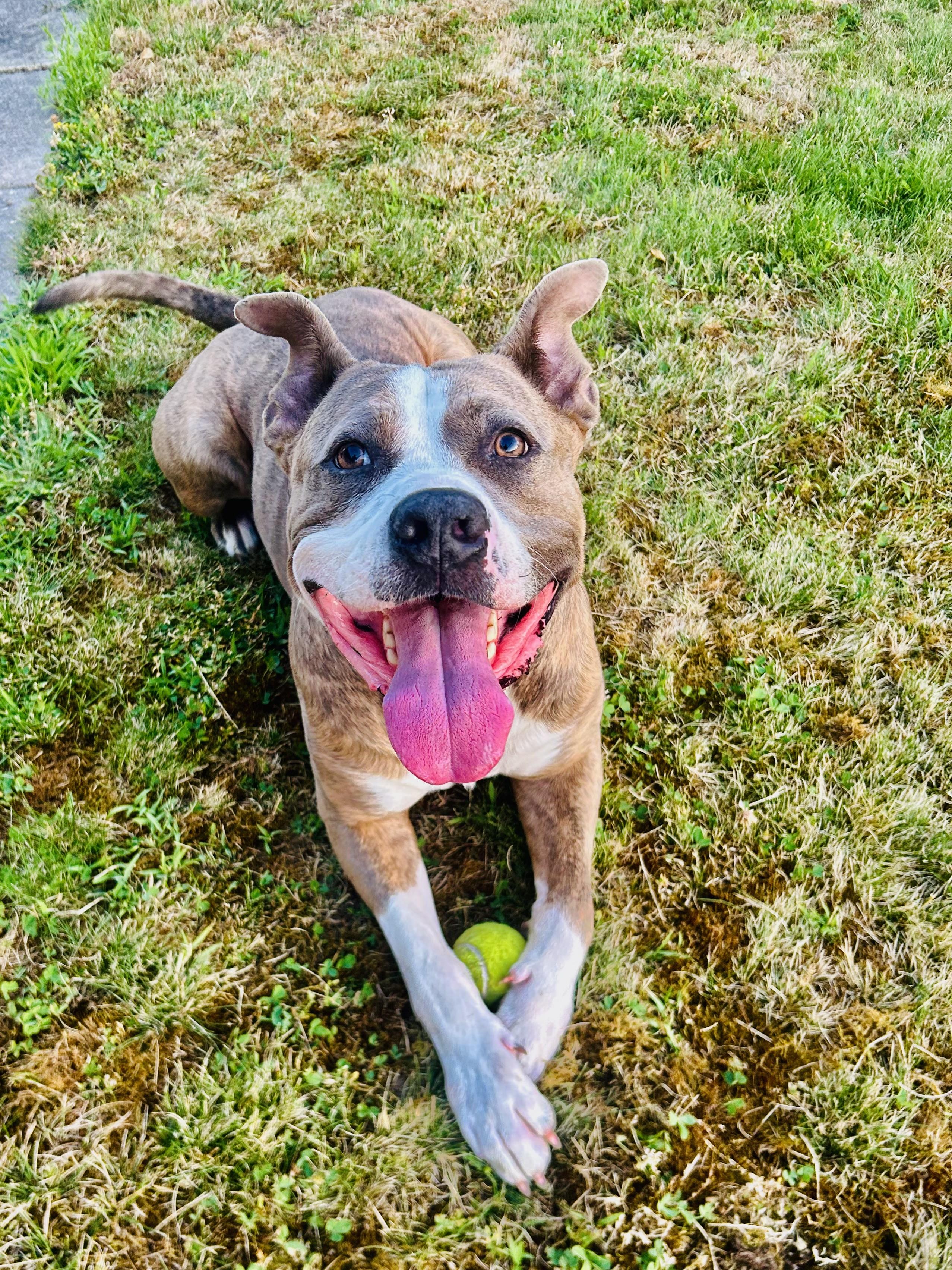 Zazu, Adoptable, Adult Male American Staffordshire Terrier.