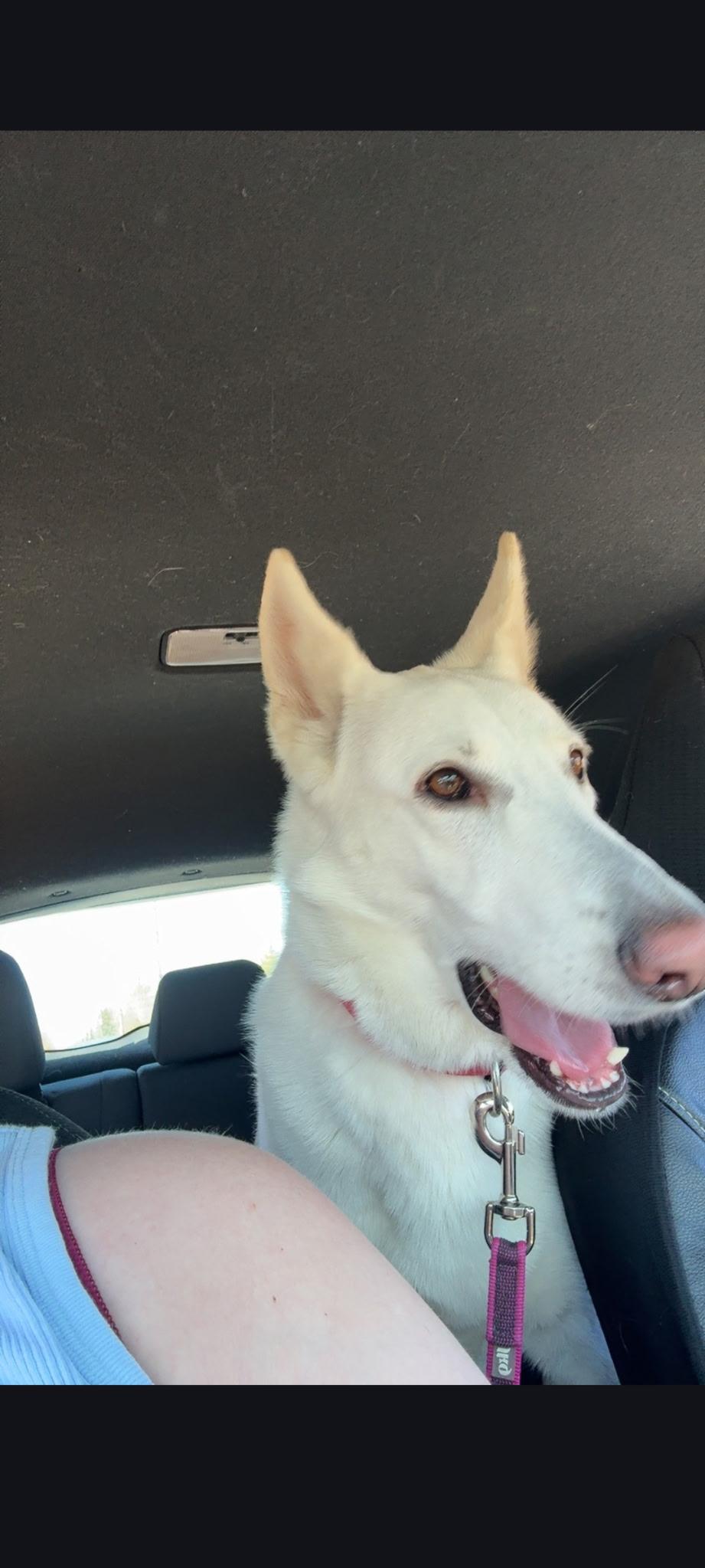 BONDED BENTLEY & SKYE (5 & 4 yrs) - Kid friendly, a ADOPTABLE mixed breed in North York, ON image 3/5