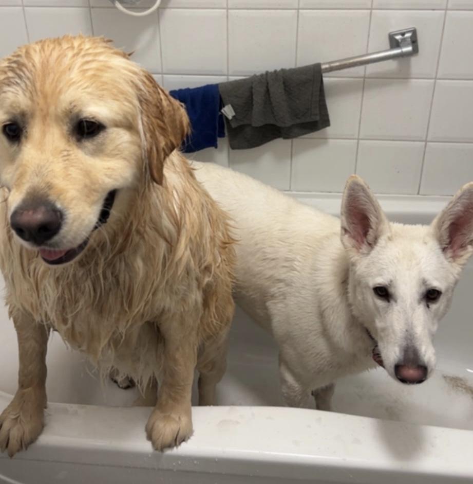 BONDED BENTLEY & SKYE (5 & 4 yrs) - Kid friendly, a ADOPTABLE mixed breed in North York, ON image 1/5