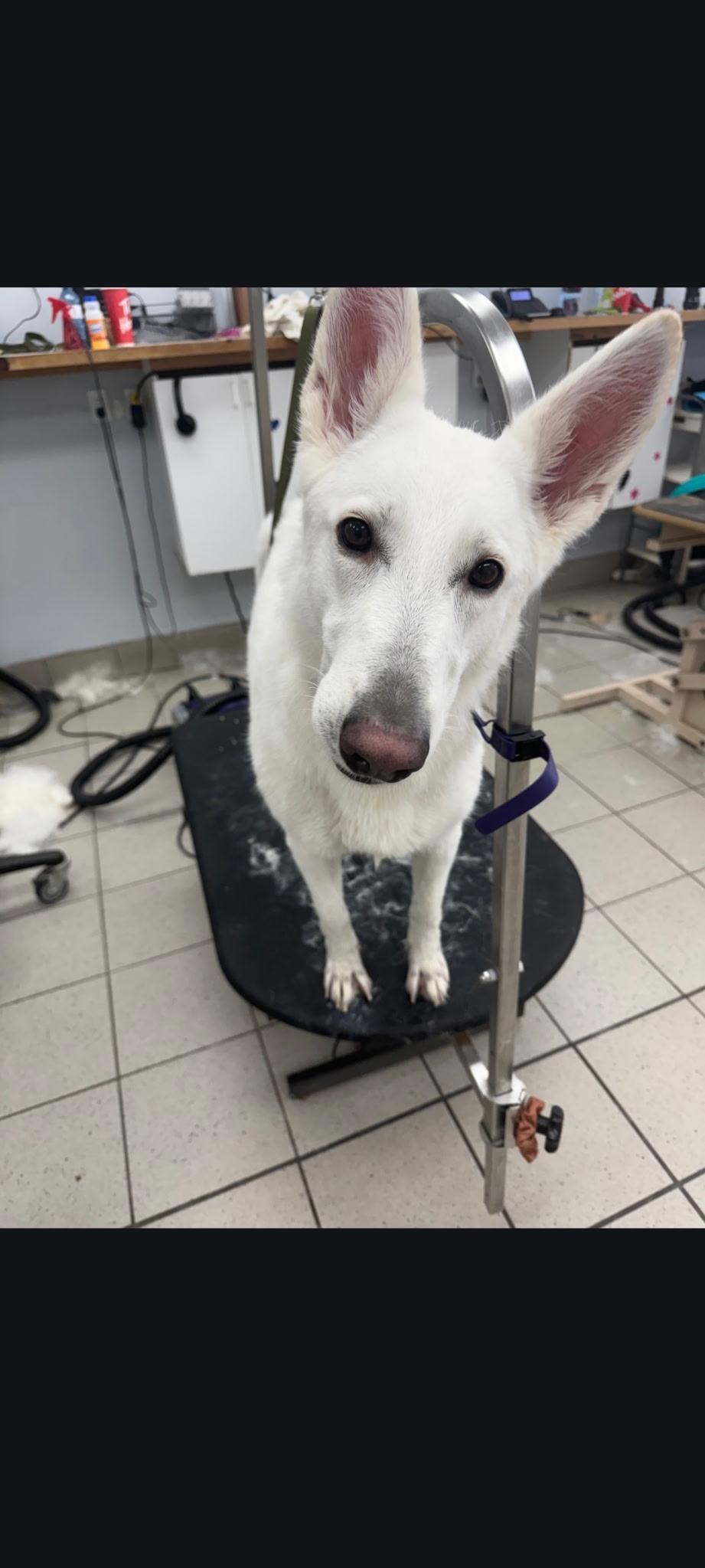 BONDED BENTLEY & SKYE (5 & 4 yrs) - Kid friendly, a ADOPTABLE mixed breed in North York, ON image 4/5