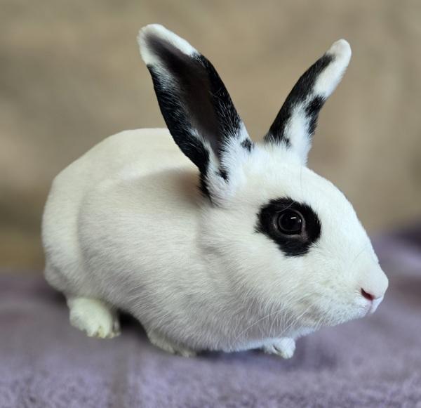 Calista, Adoptable, Young Female Rex.