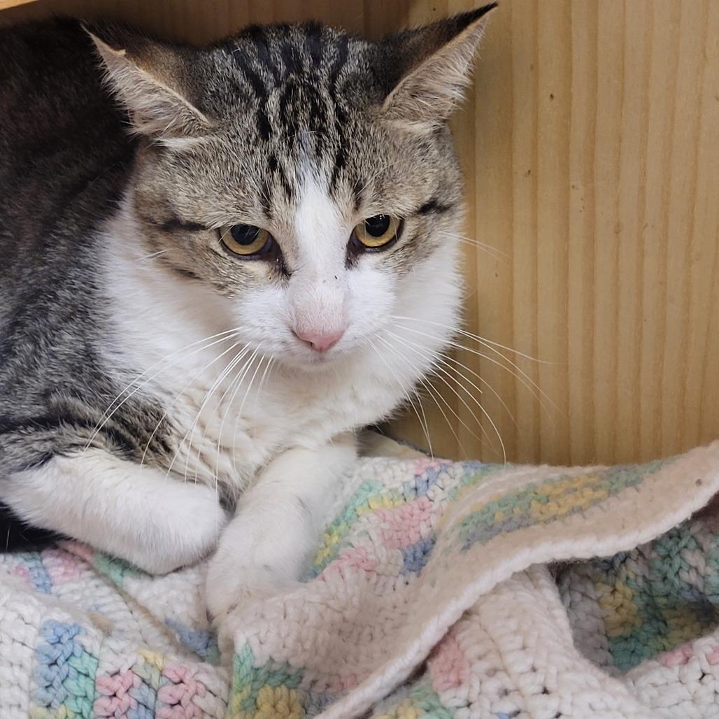 Willie, a Adoptable Domestic Short Hair in Pauls Valley, OK image 1/2
