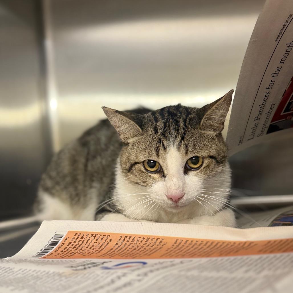 Willie, a Adoptable Domestic Short Hair in Pauls Valley, OK image 2/2