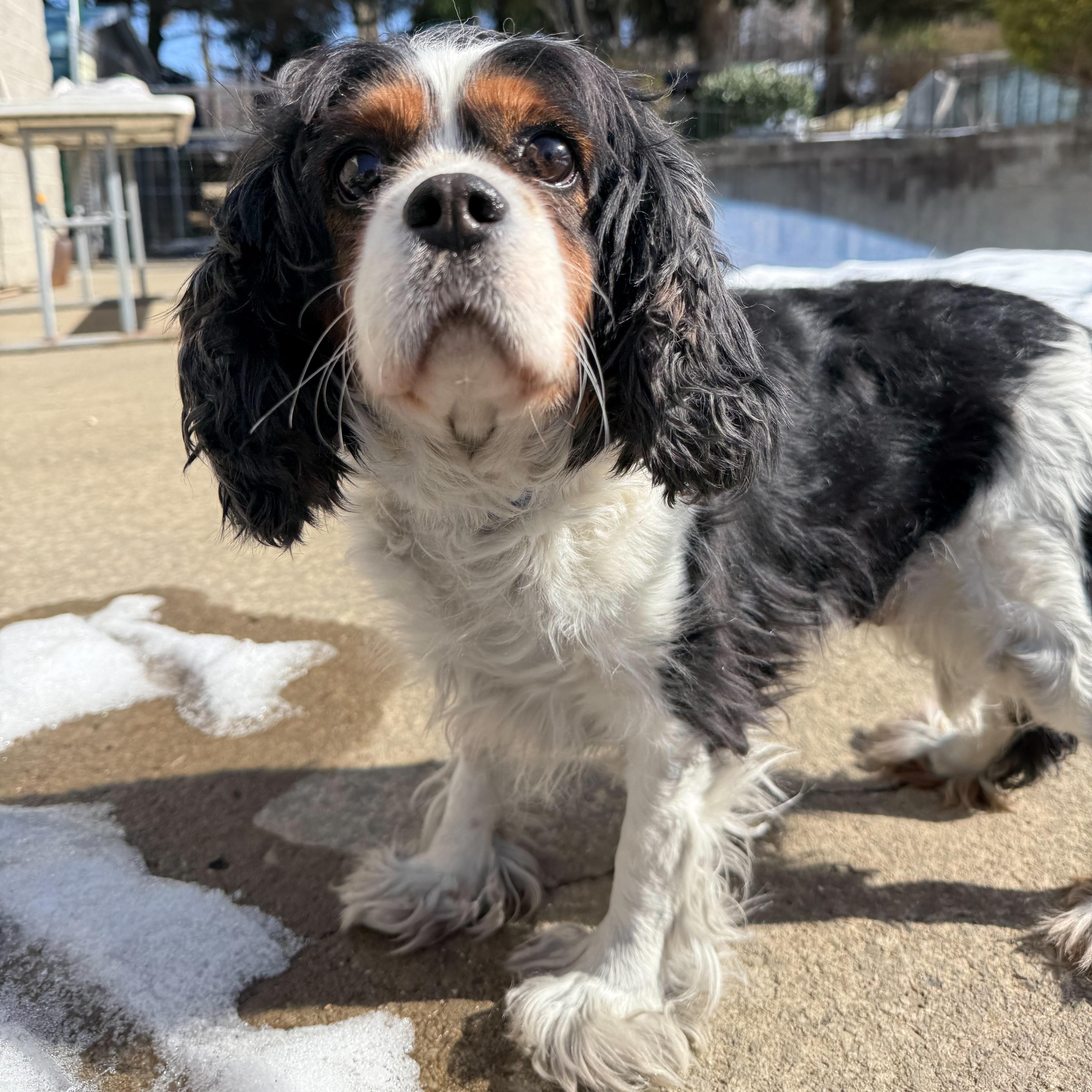 Solstice , adopted, Adult Female Cavalier King Charles Spaniel.