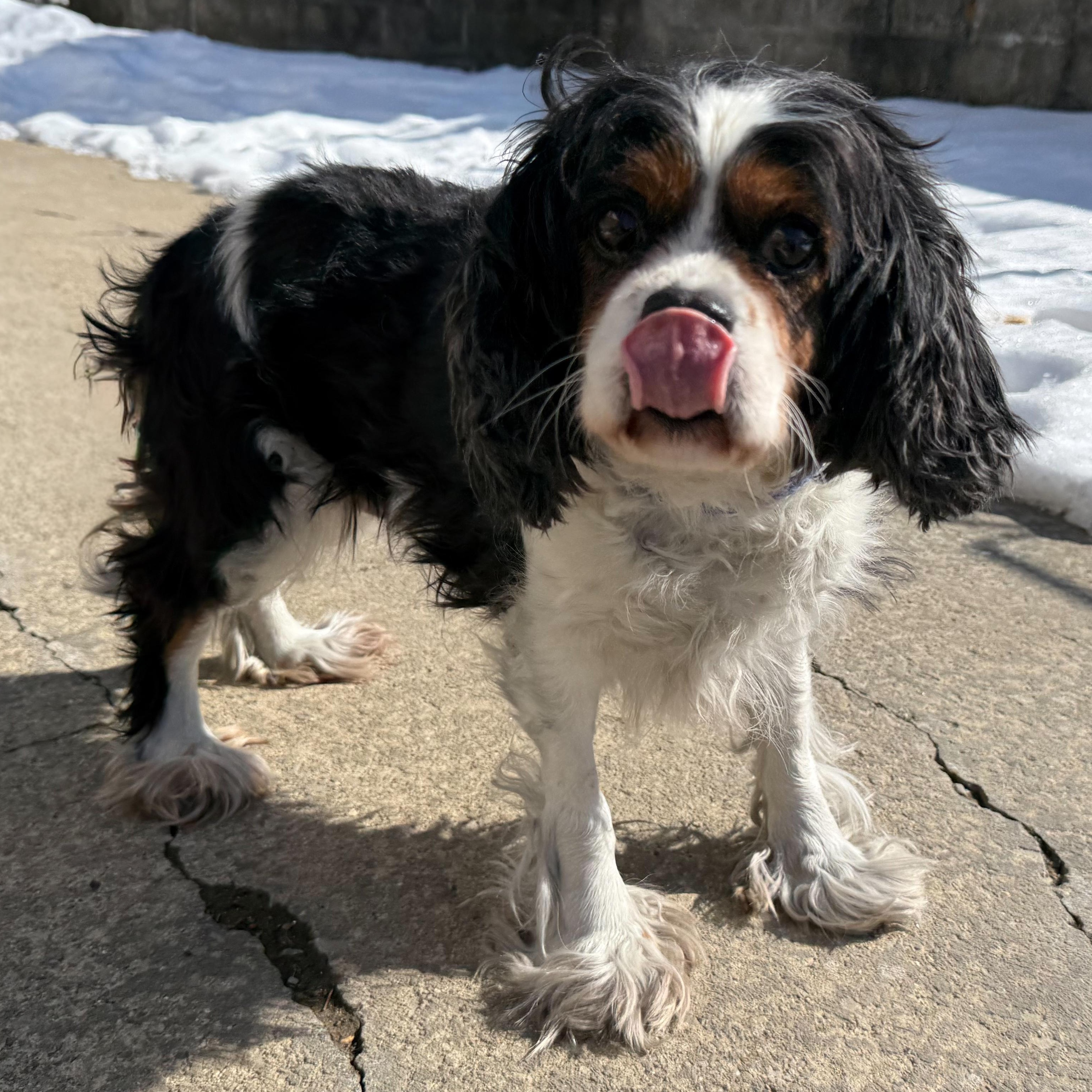 Enlarge Solstice , an adopted mixed breed in Latrobe, PA image 3/5