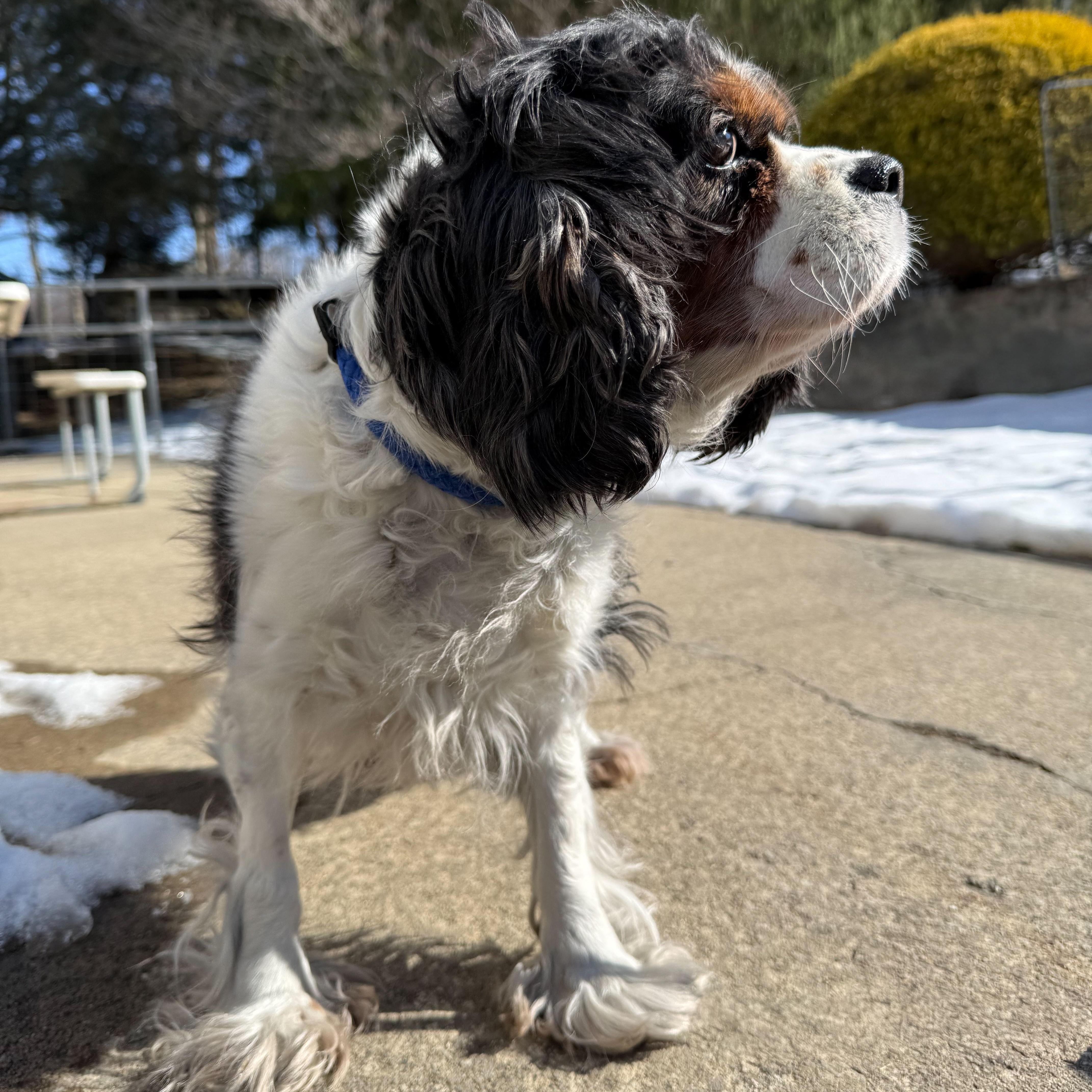 Enlarge Solstice , an adopted mixed breed in Latrobe, PA image 5/5
