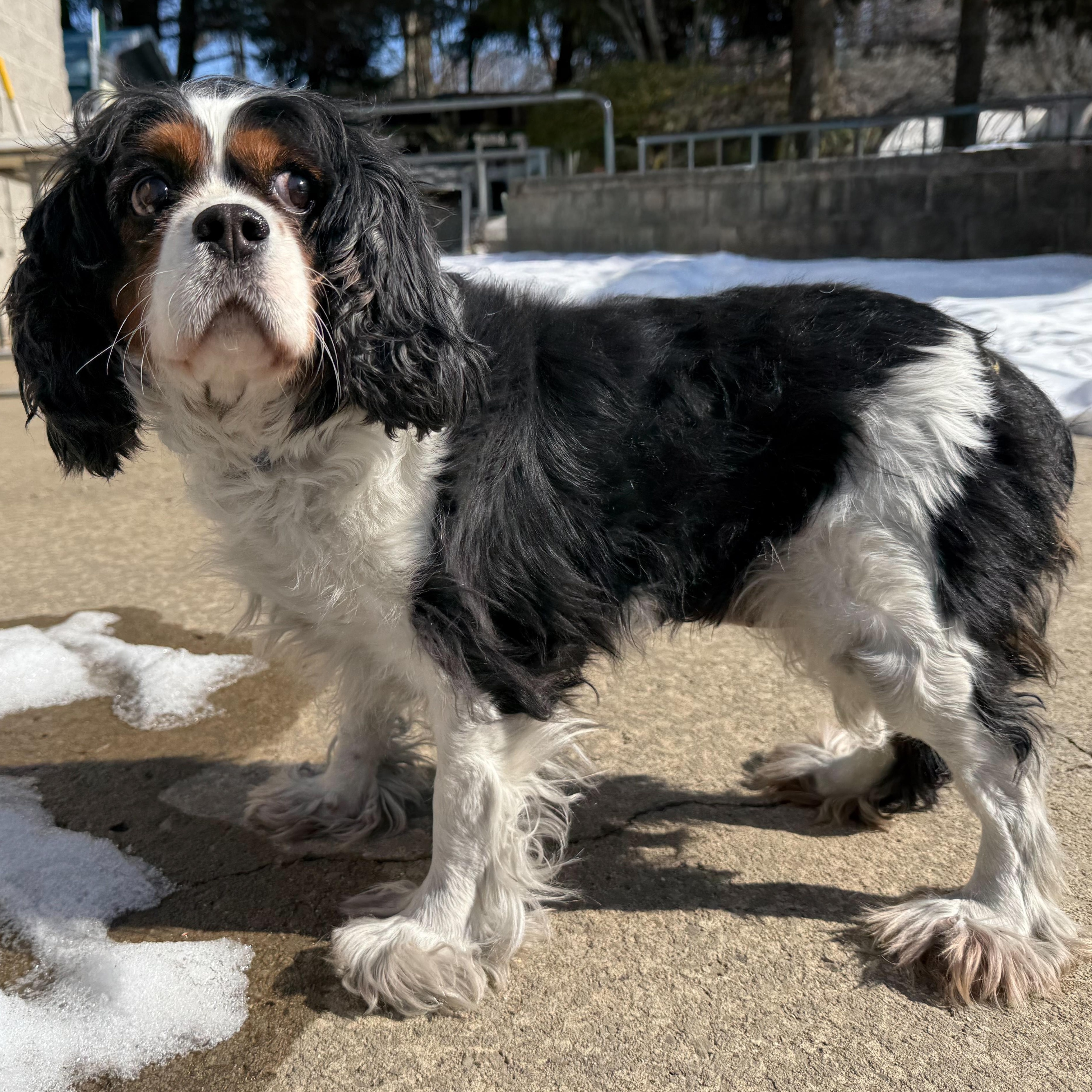 Enlarge Solstice , an adopted mixed breed in Latrobe, PA image 4/5